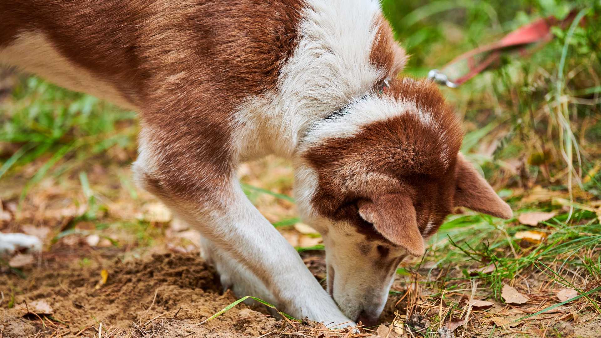 Por Qué los Perros Hacen Hoyos: Y Cómo Cambiarlo