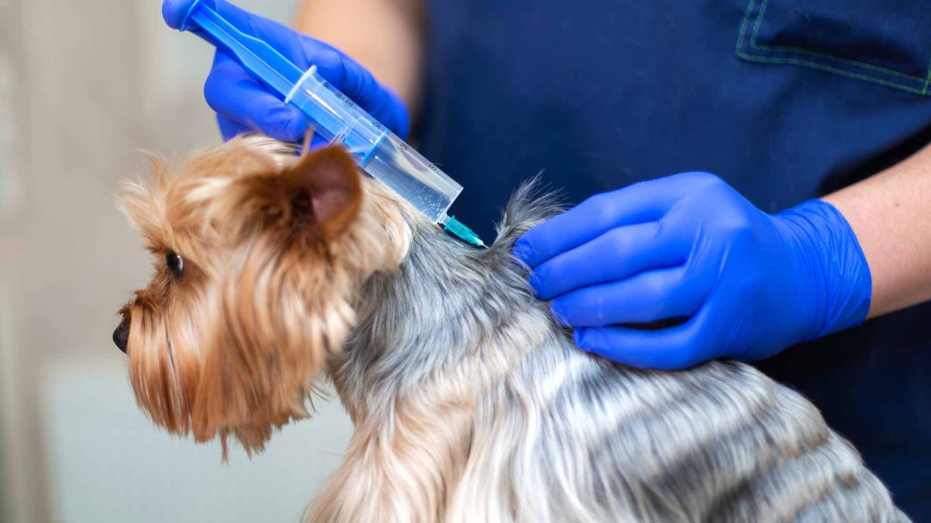 Cuántas Vacunas Necesita un Perro para Salir a la Calle