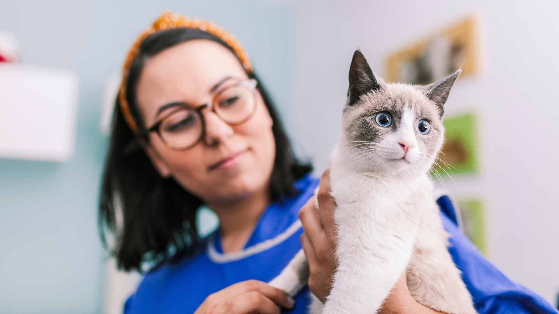 Por Qué los Gatos Babean