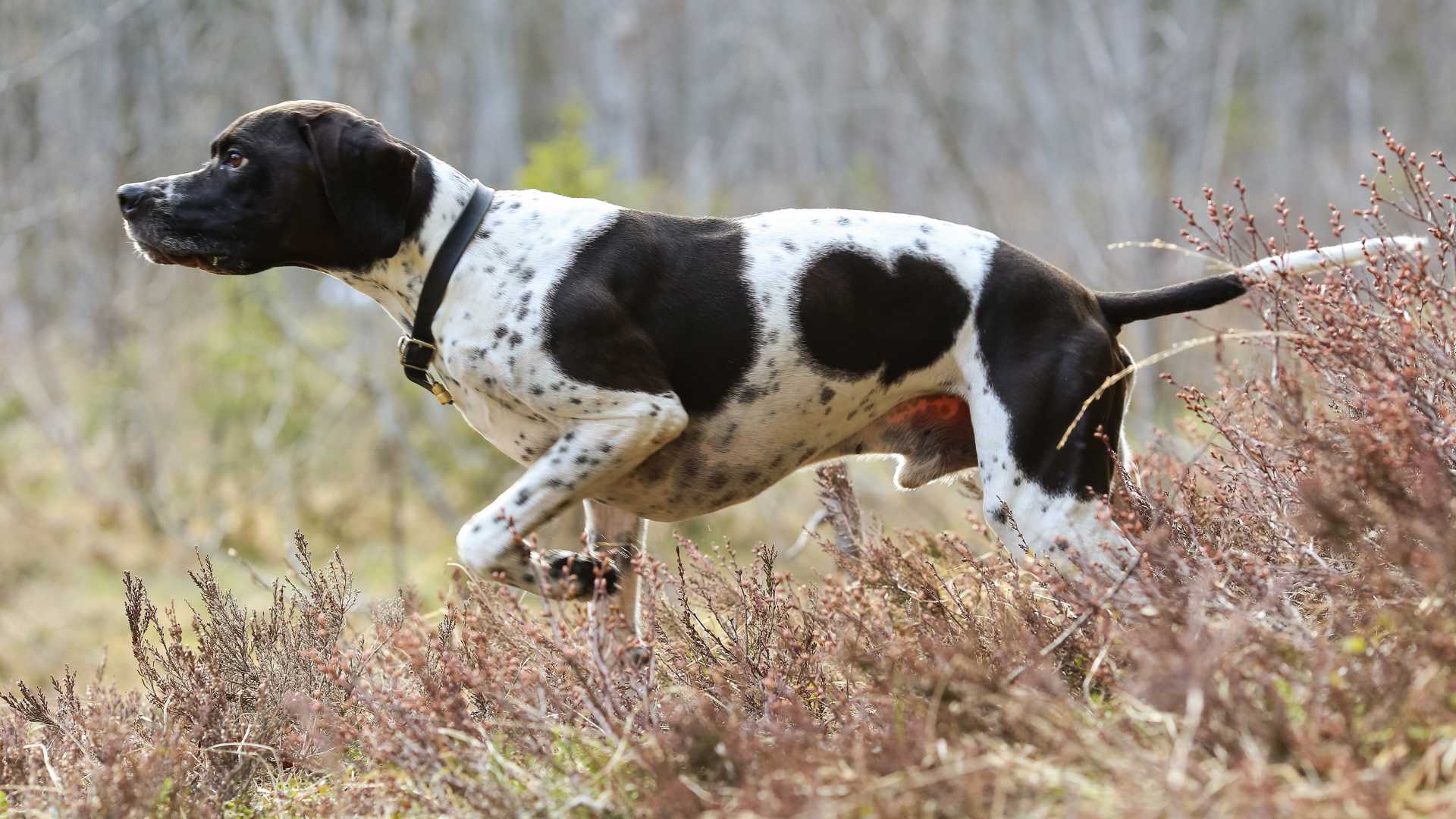 Pointer Inglés: Todo Sobre esta Raza