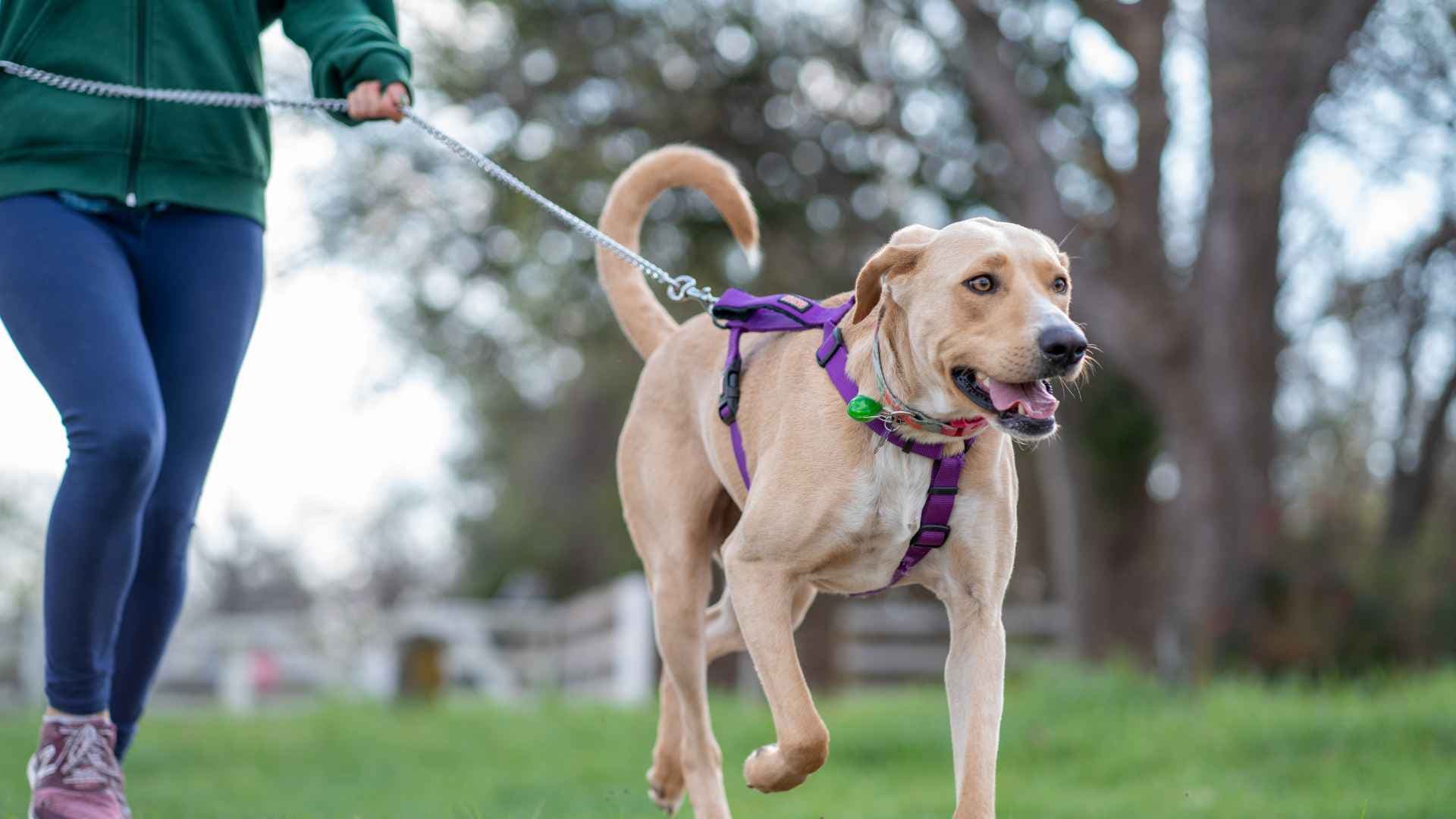 Parques para Perros: Opciones Disponibles