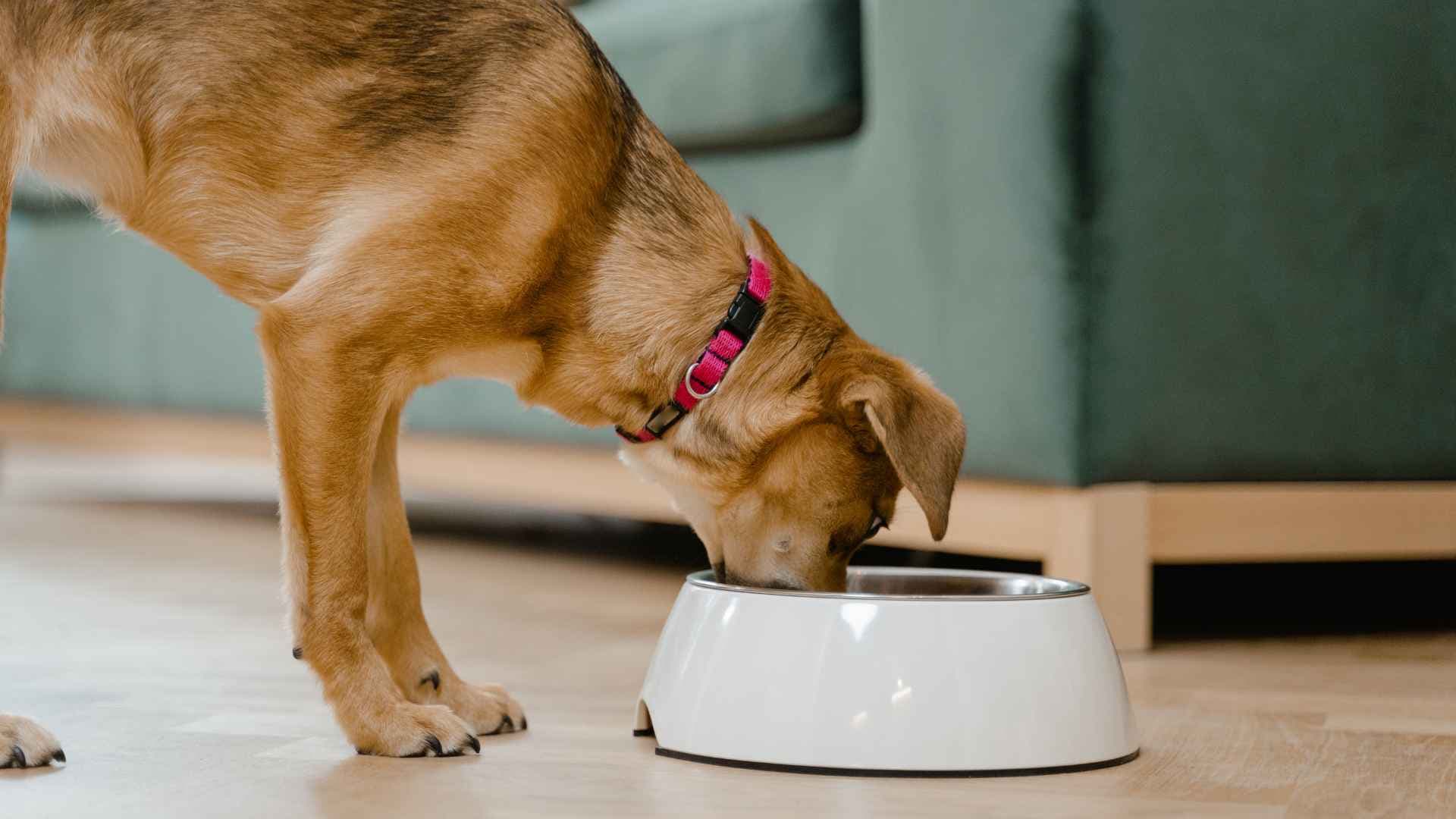 Probióticos para Perros: Opciones Disponibles