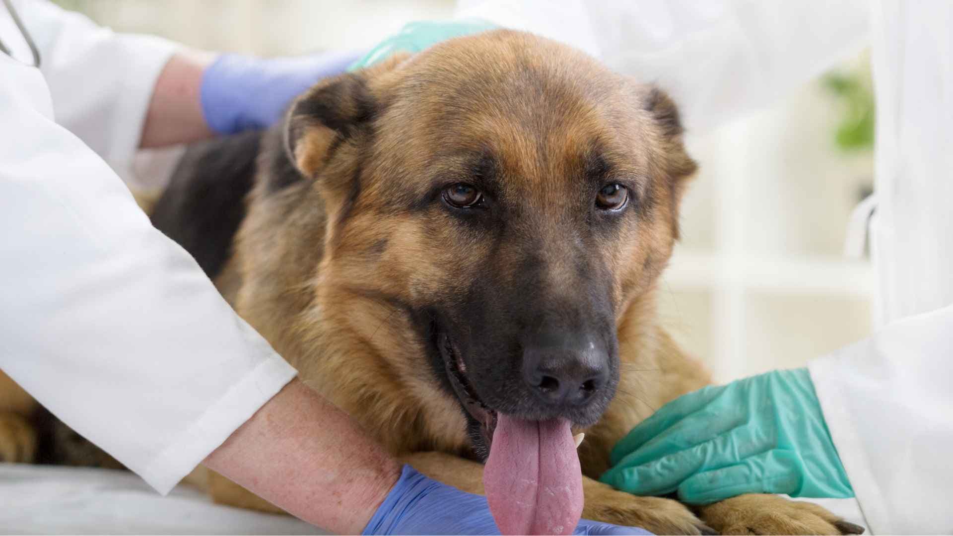 ¿Hasta Qué Edad le Puede Dar Parvovirus a un Perro?