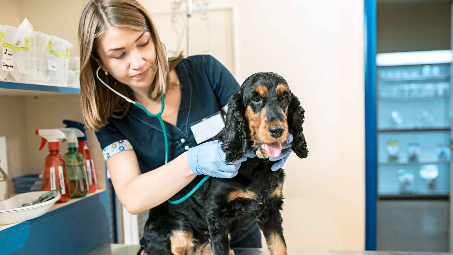 Veterinarias en Maipú: Direcciones y Contacto