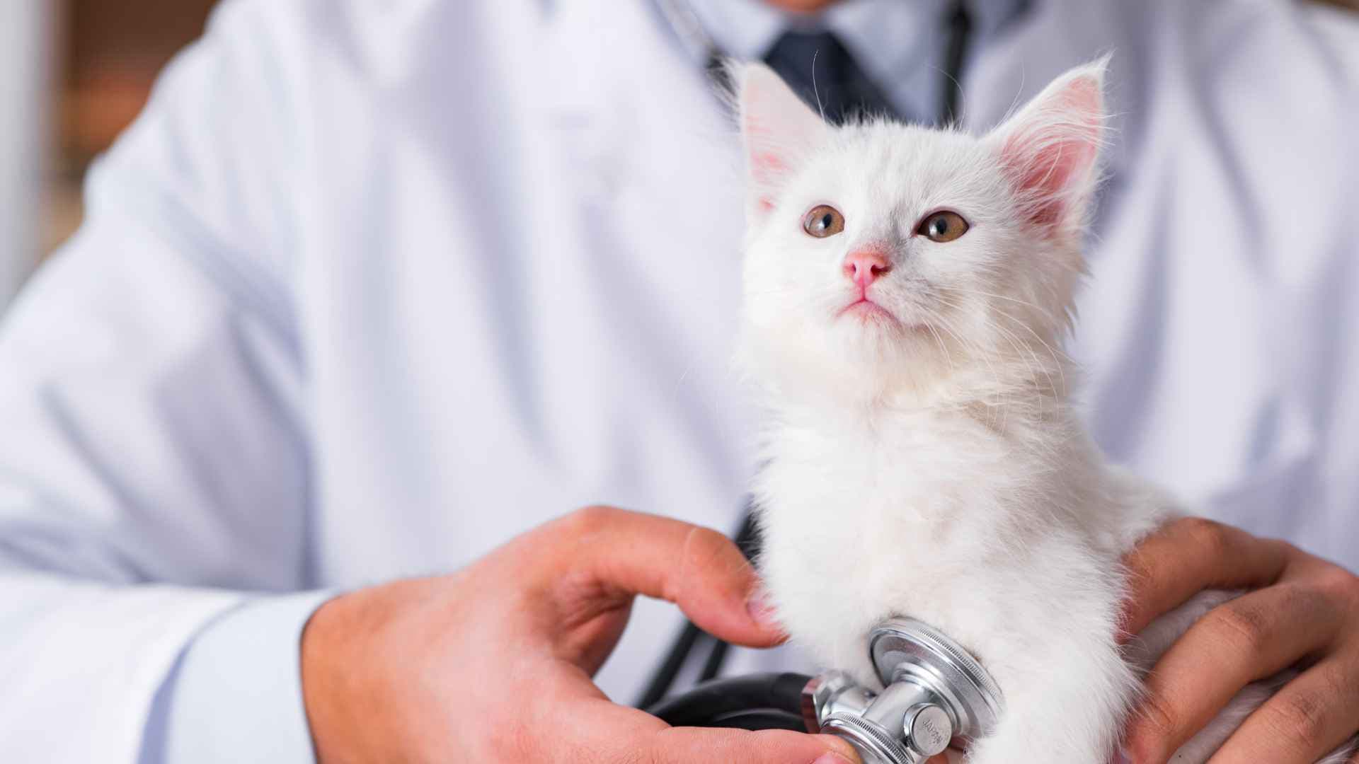 Veterinaria Coquimbo: Direcciones y Contactos