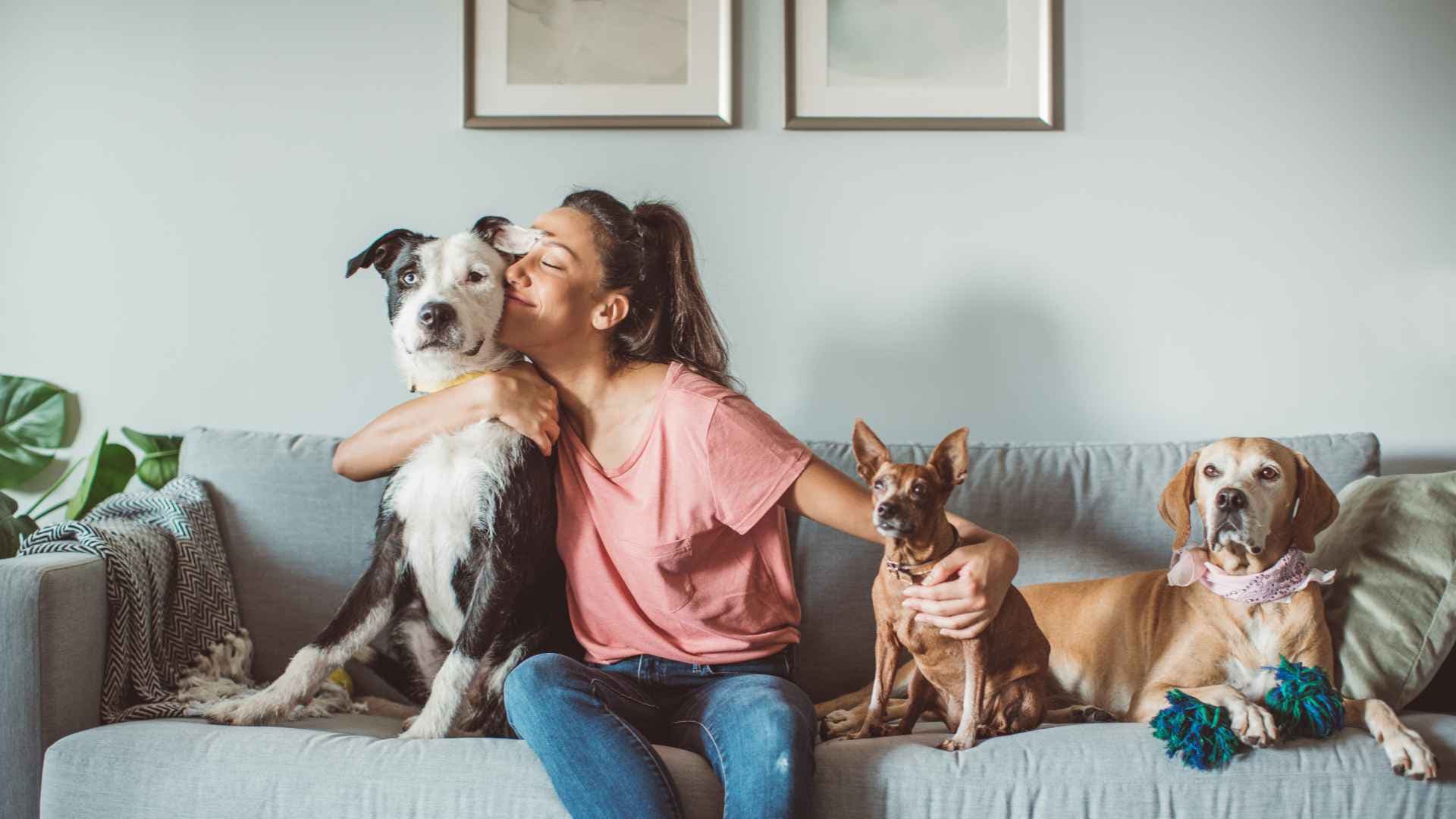 ¿Cuánto Cuesta un Seguro de Mascotas?