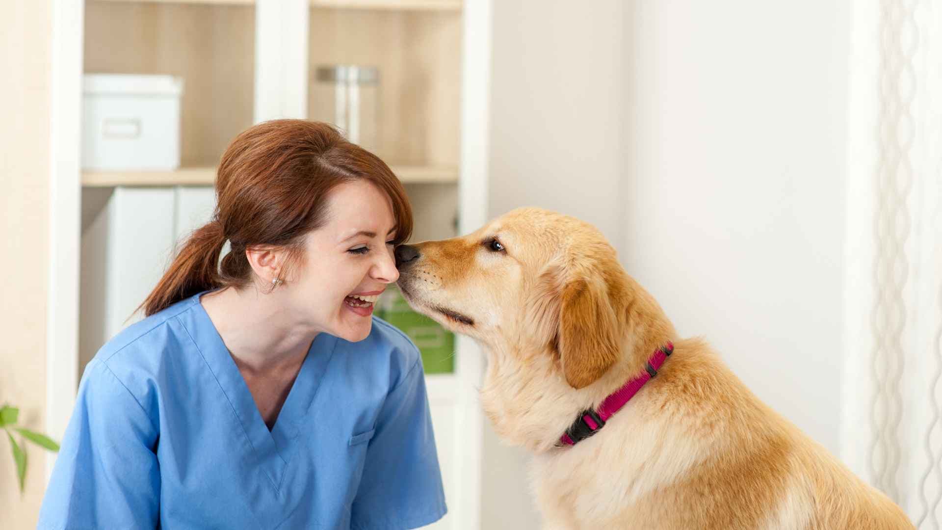 Veterinarias Talcahuano: Direcciones y Contactos