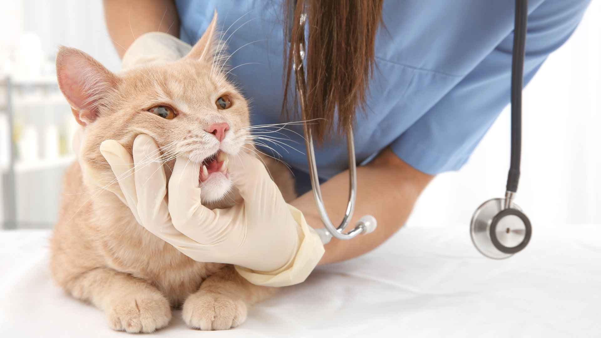 Gingivoestomatitis Gatos: Síntomas, Causas y Tratamiento