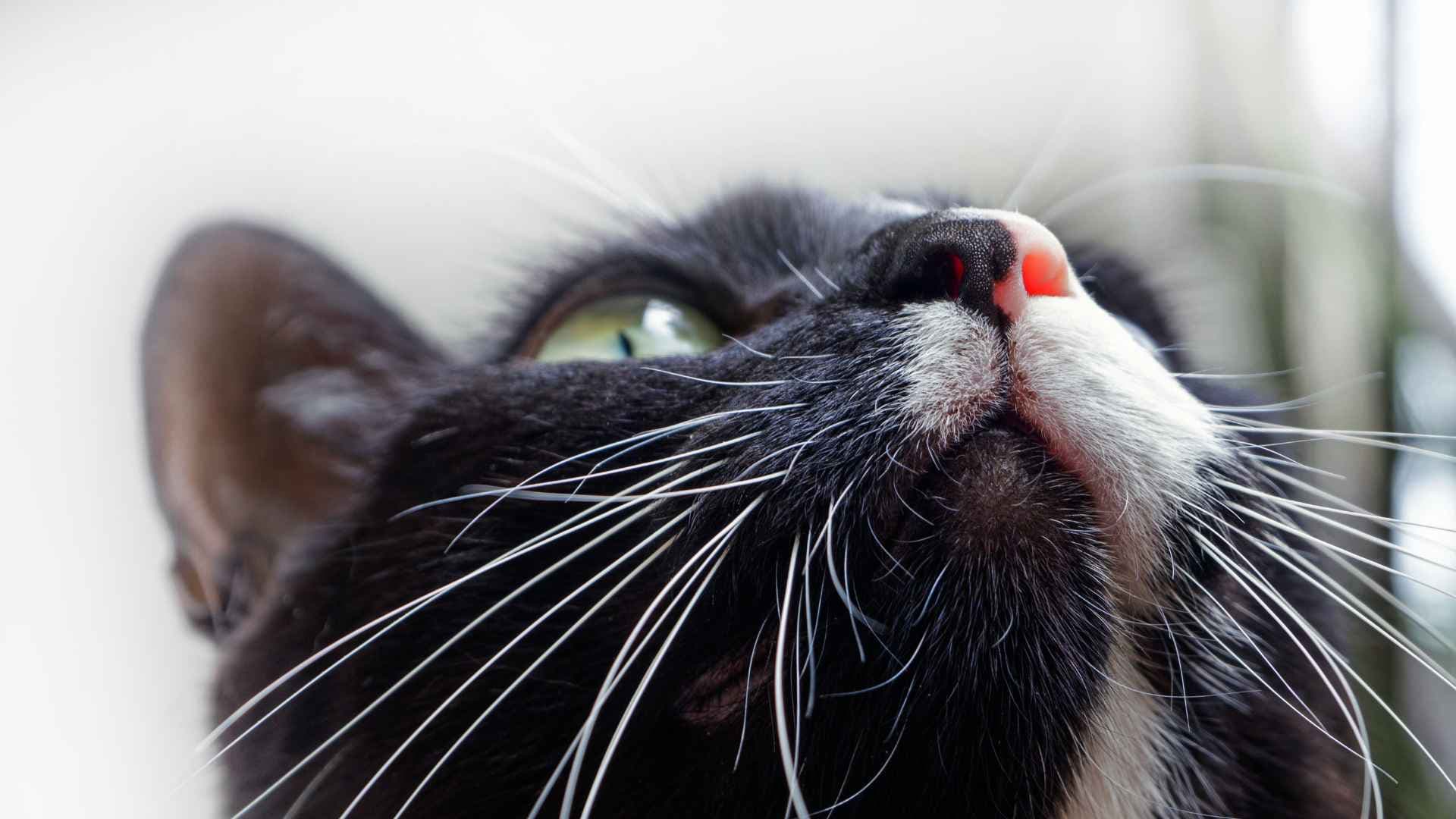 Nariz Seca en Gatos: Causas y Señales de Alerta