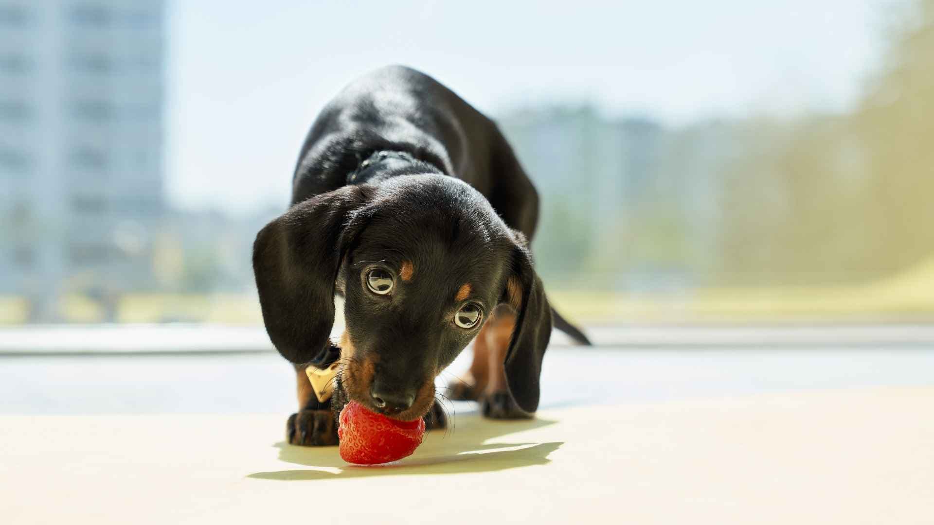 ¿Los perros pueden comer frutillas? Guía completa