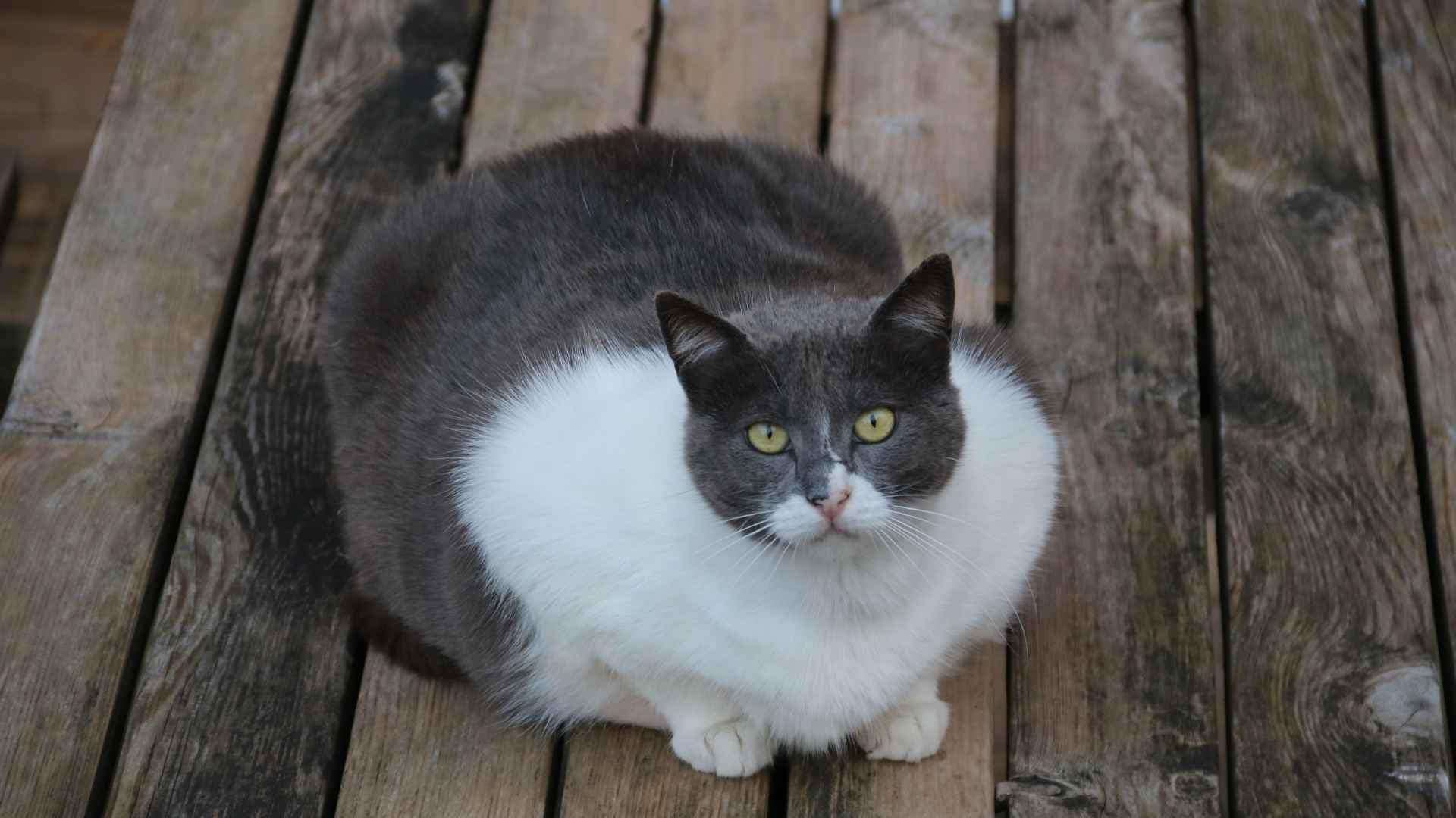 ¿Tu Gato está Gordo? Este es el Manual de Dieta