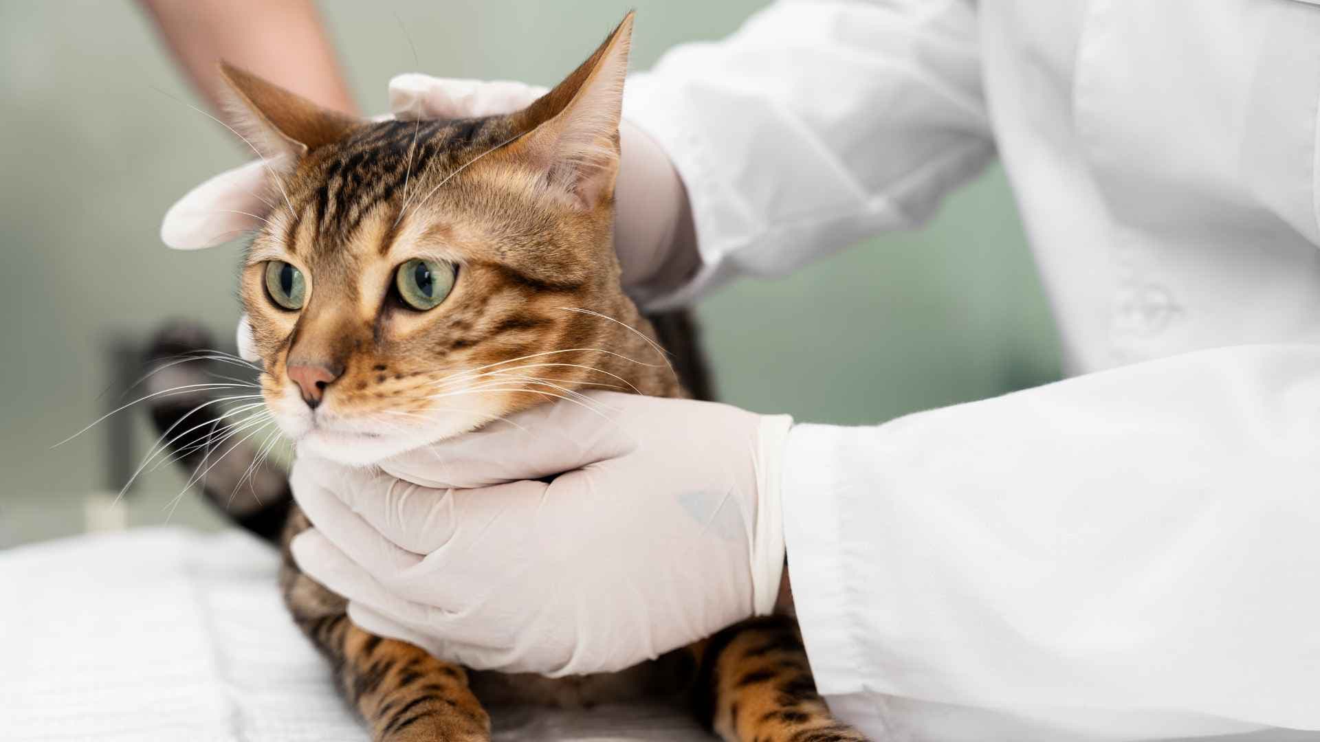 Amoxicilina para Gatos: Qué Debes Saber