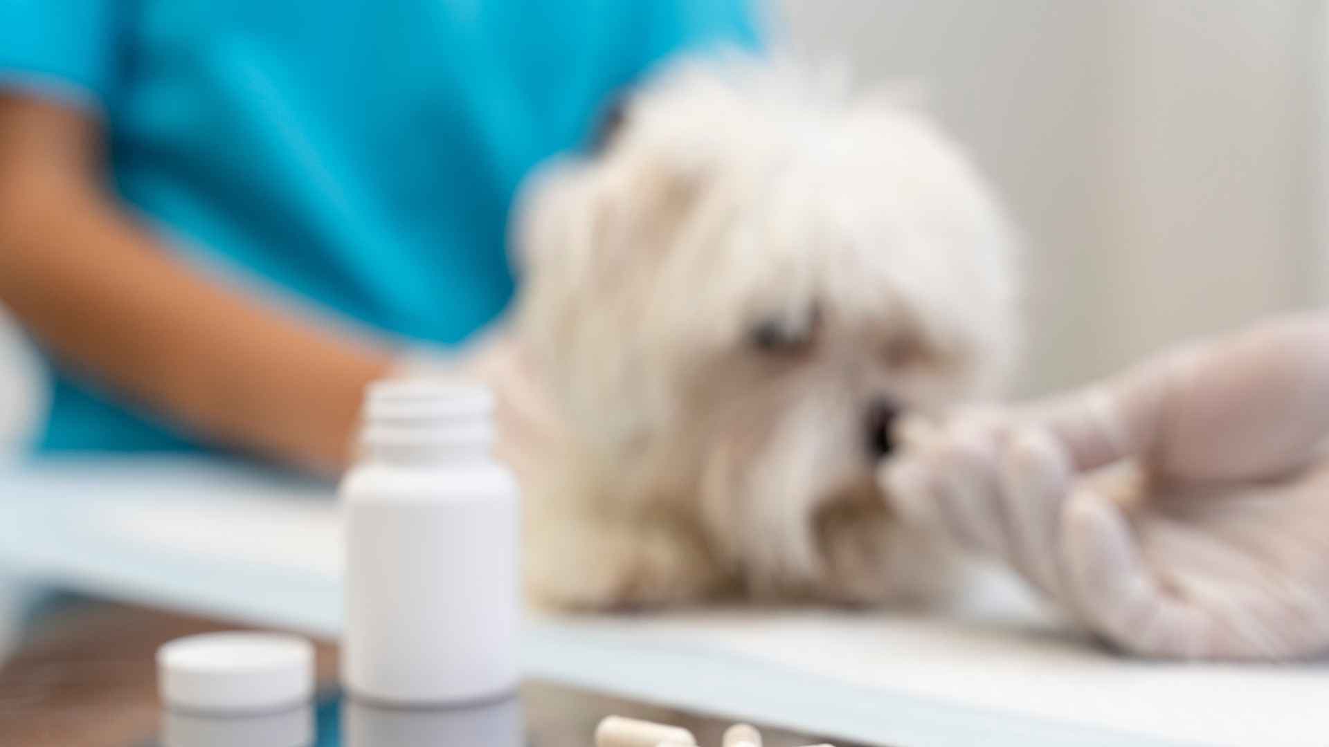Antiinflamatorio para perros: cuándo se usa y qué debes considerar