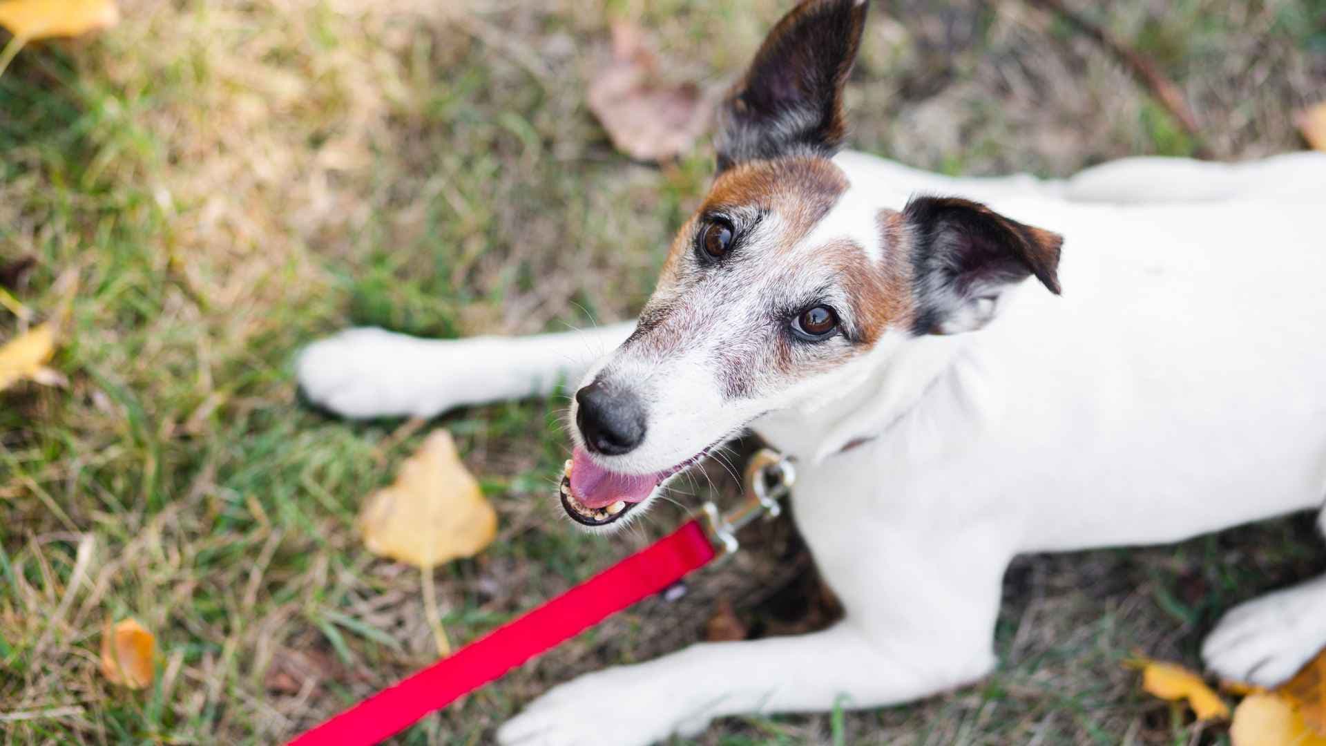 Asta de ciervo para perros: qué es, beneficios y riesgos que debes conocer