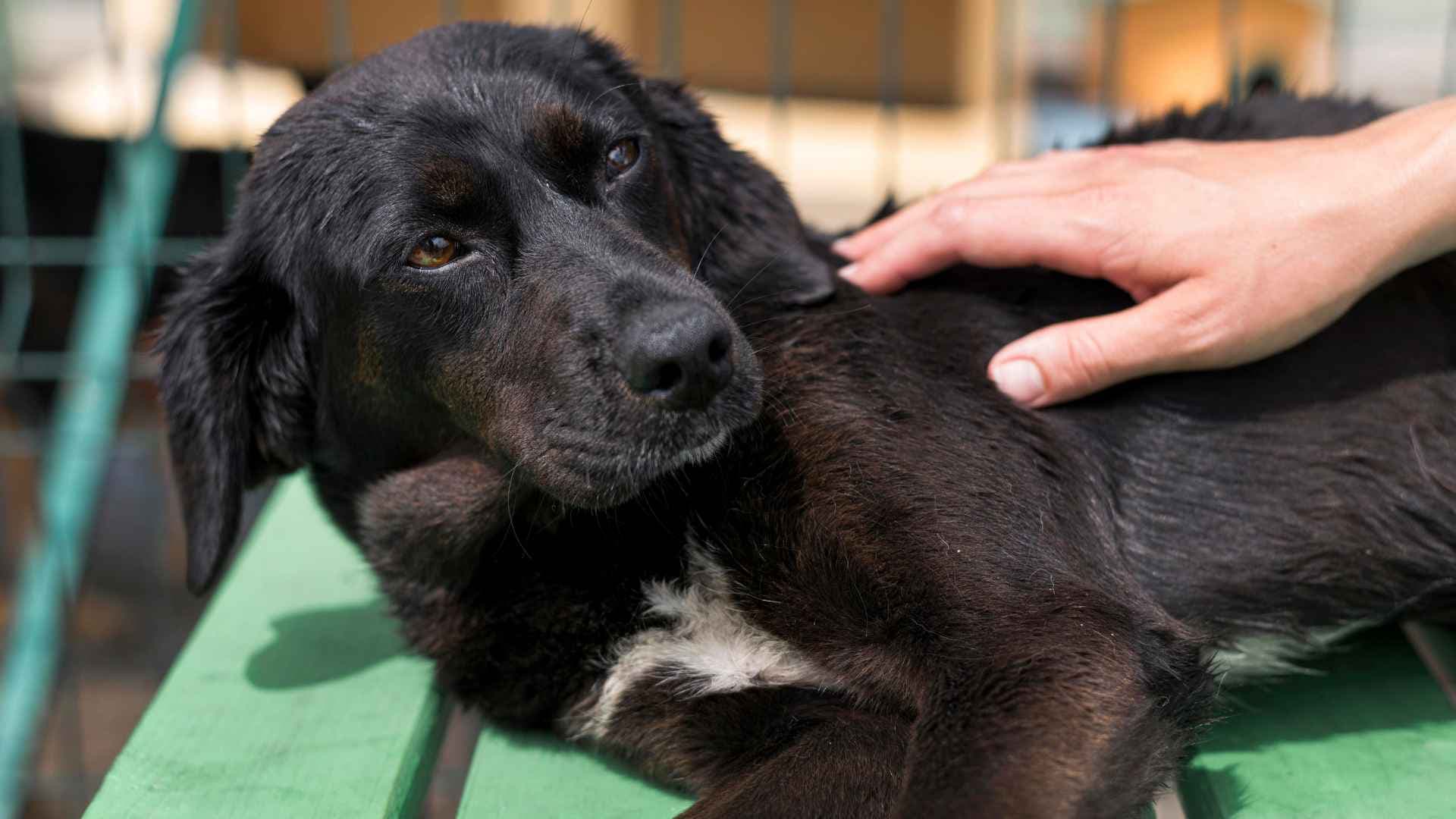 Ataxia en Perros: Causas, Síntomas y Tratamiento