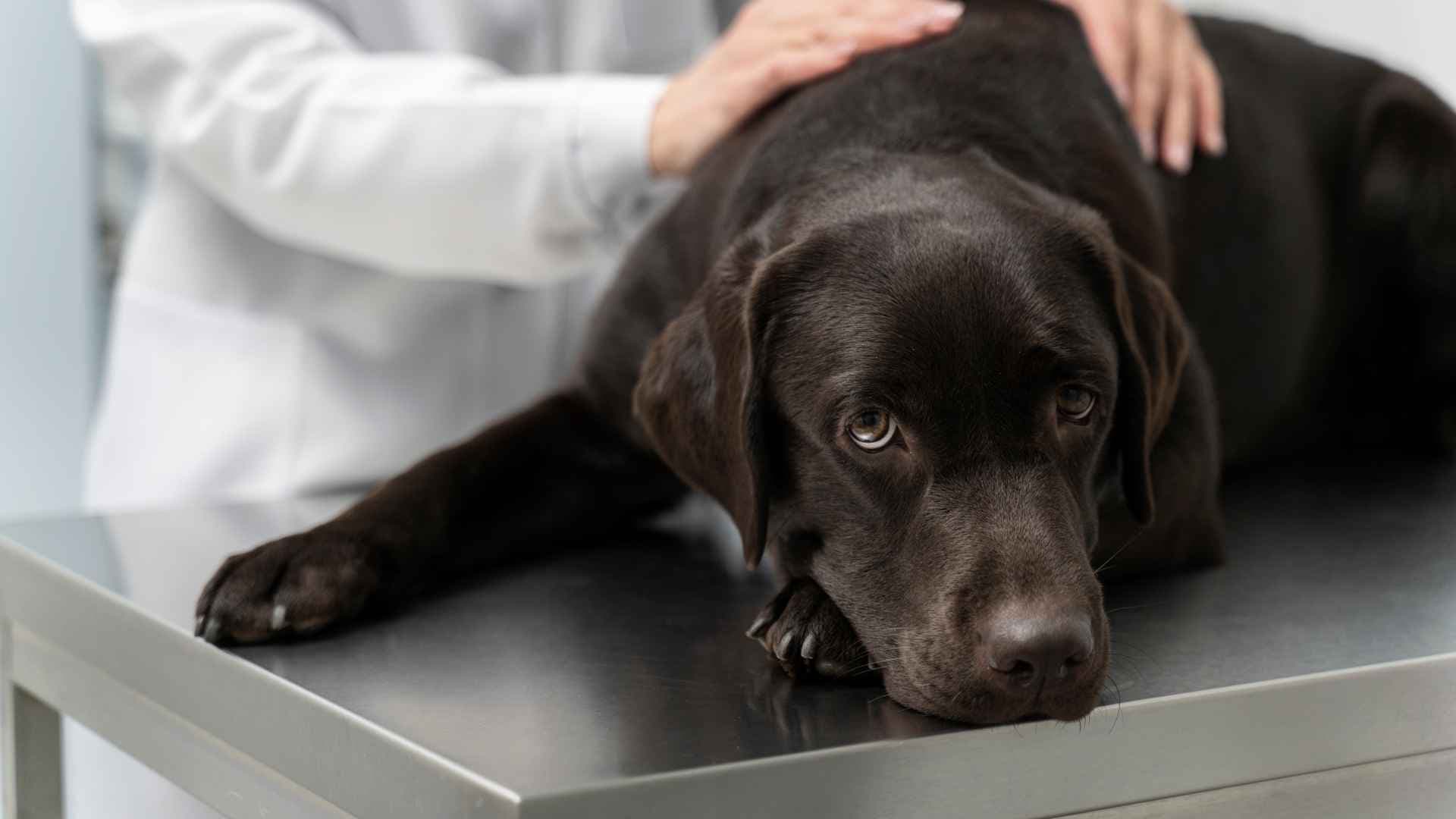 Balanopostitis: Causas, síntomas, tratamiento y prevención en perros