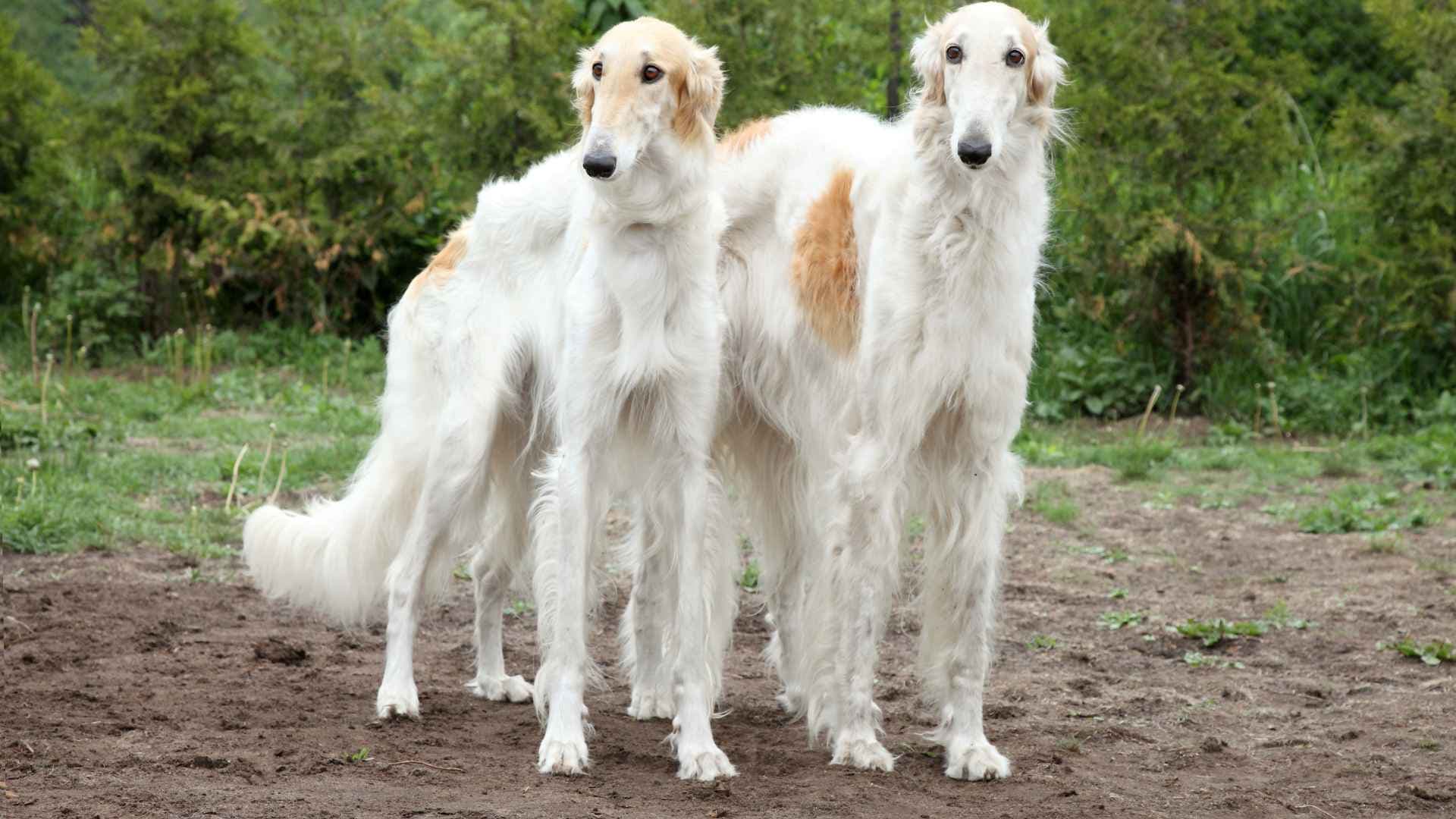 Borzoi: todo sobre el galgo ruso