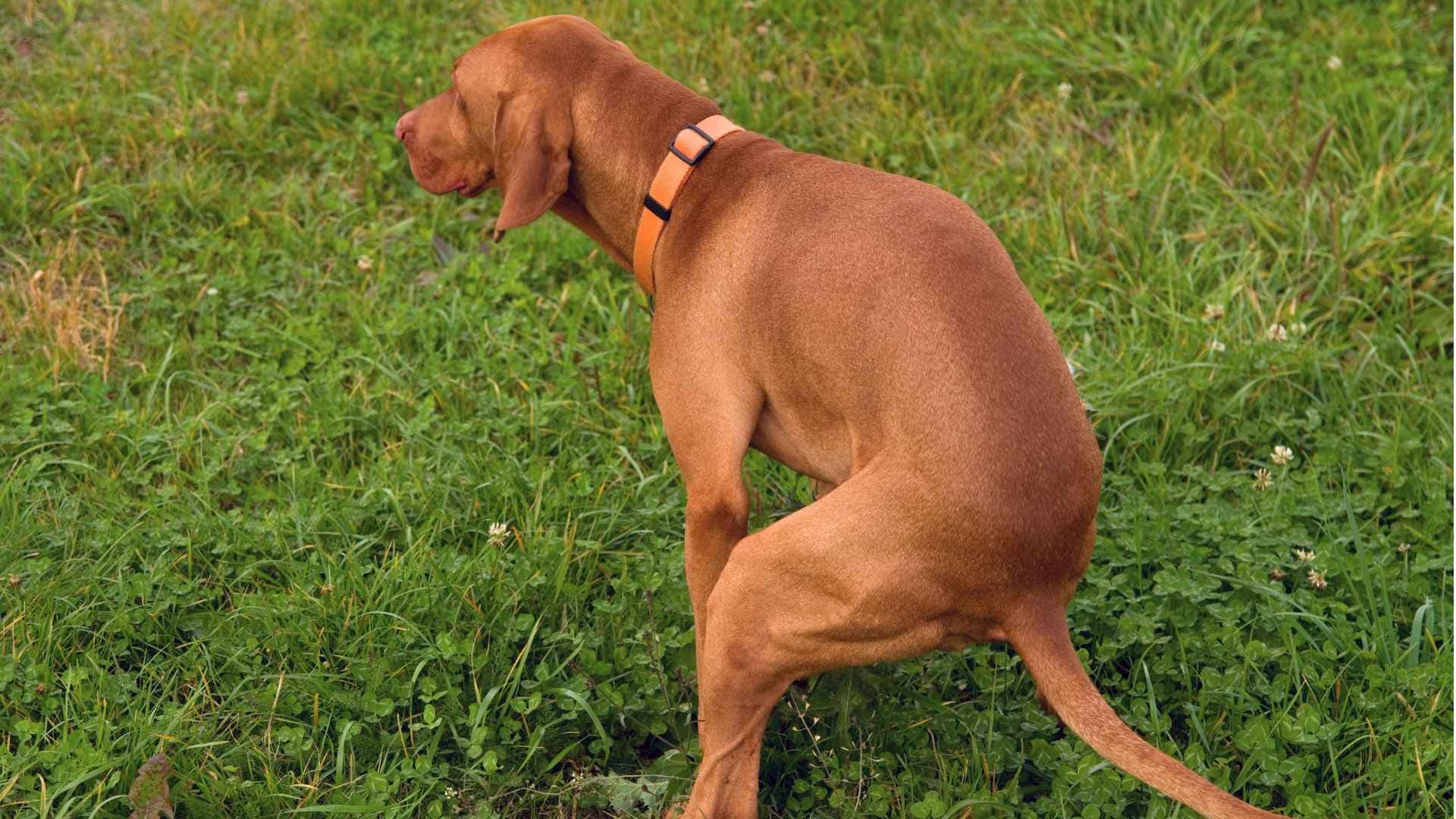 Caca blanca en perros: Qué significa