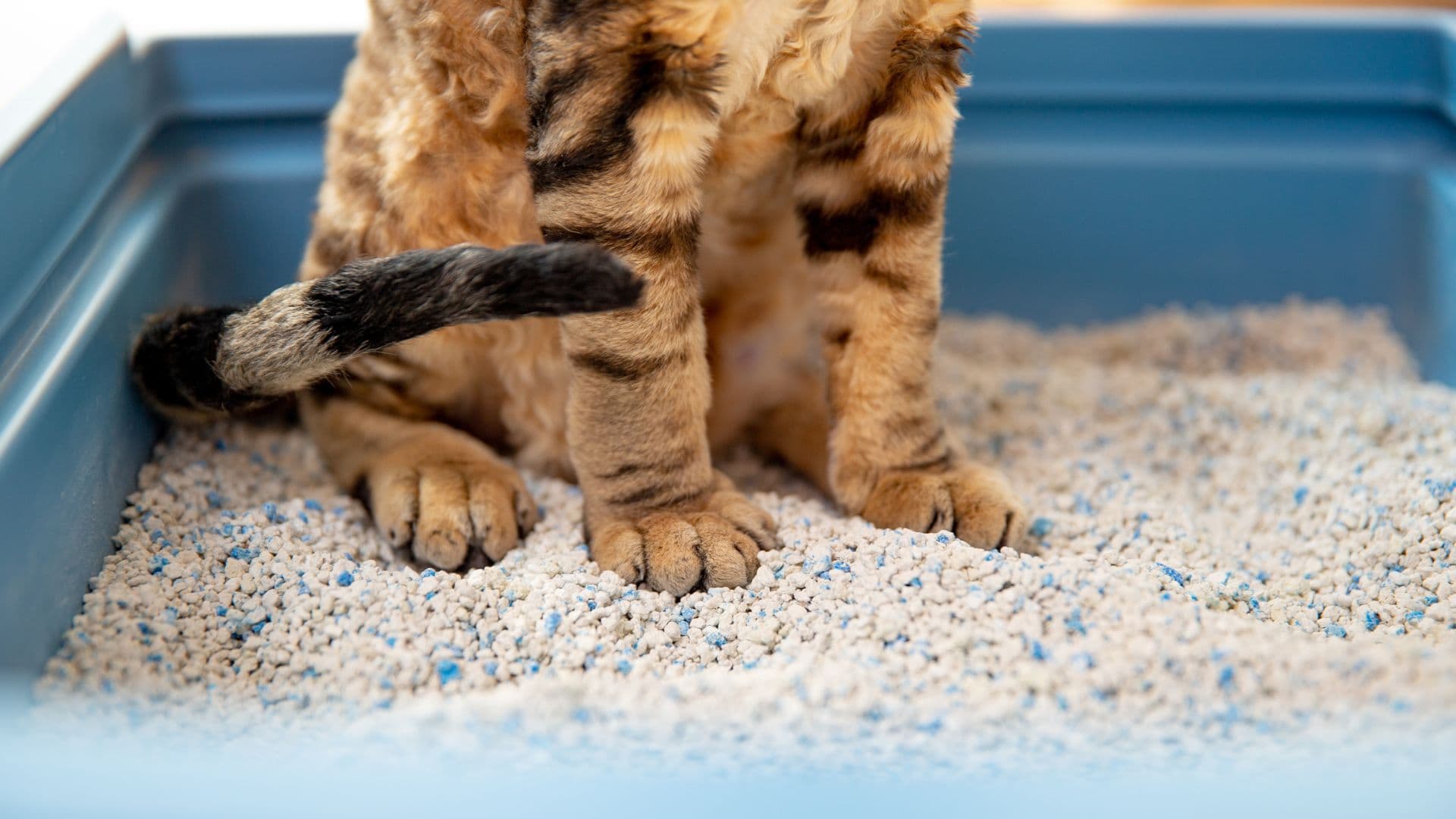 Cada cuánto se cambia la arena de gato: Guía para un arenero impecable
