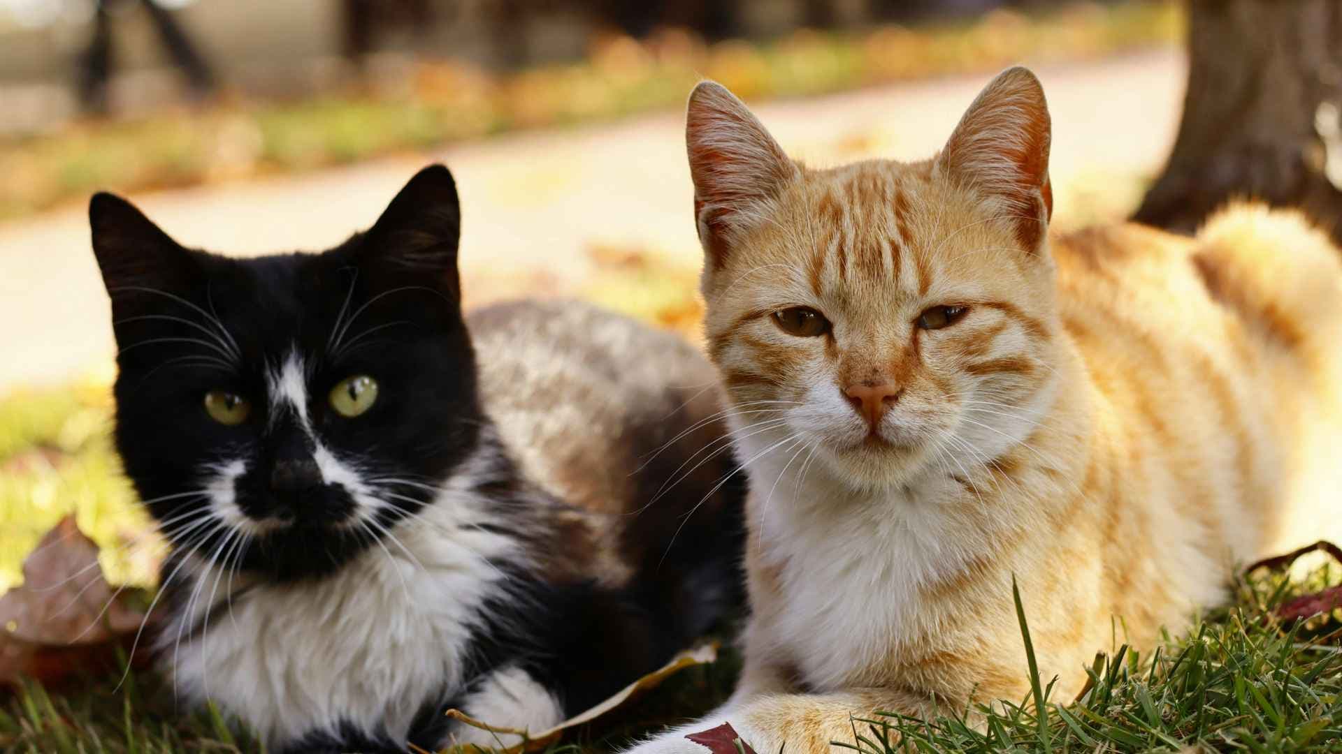 Cada cuánto se desparasita un gato: Descubre cuándo debes hacerlo