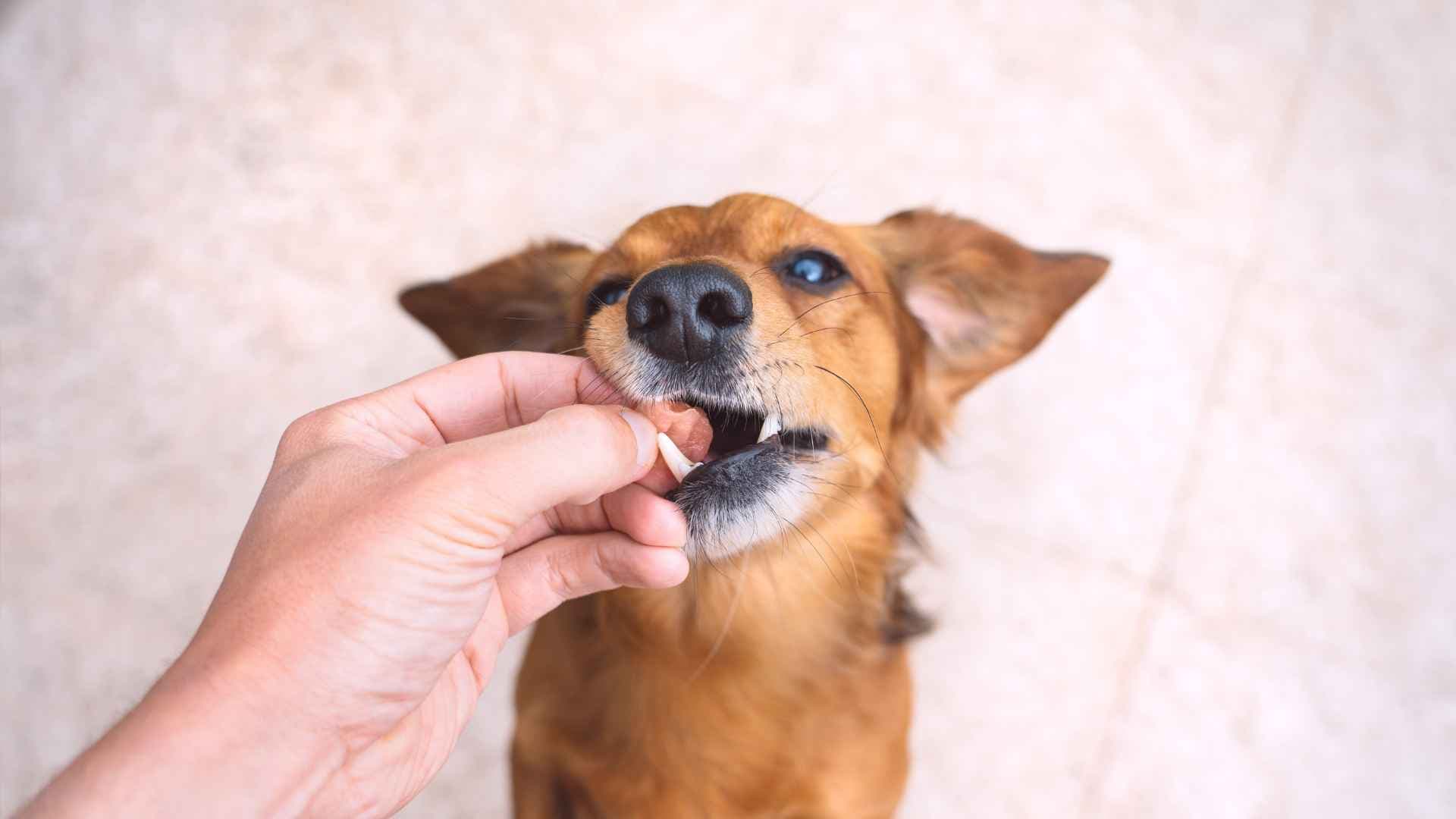 Cómo Darle una Pastilla a un Perro