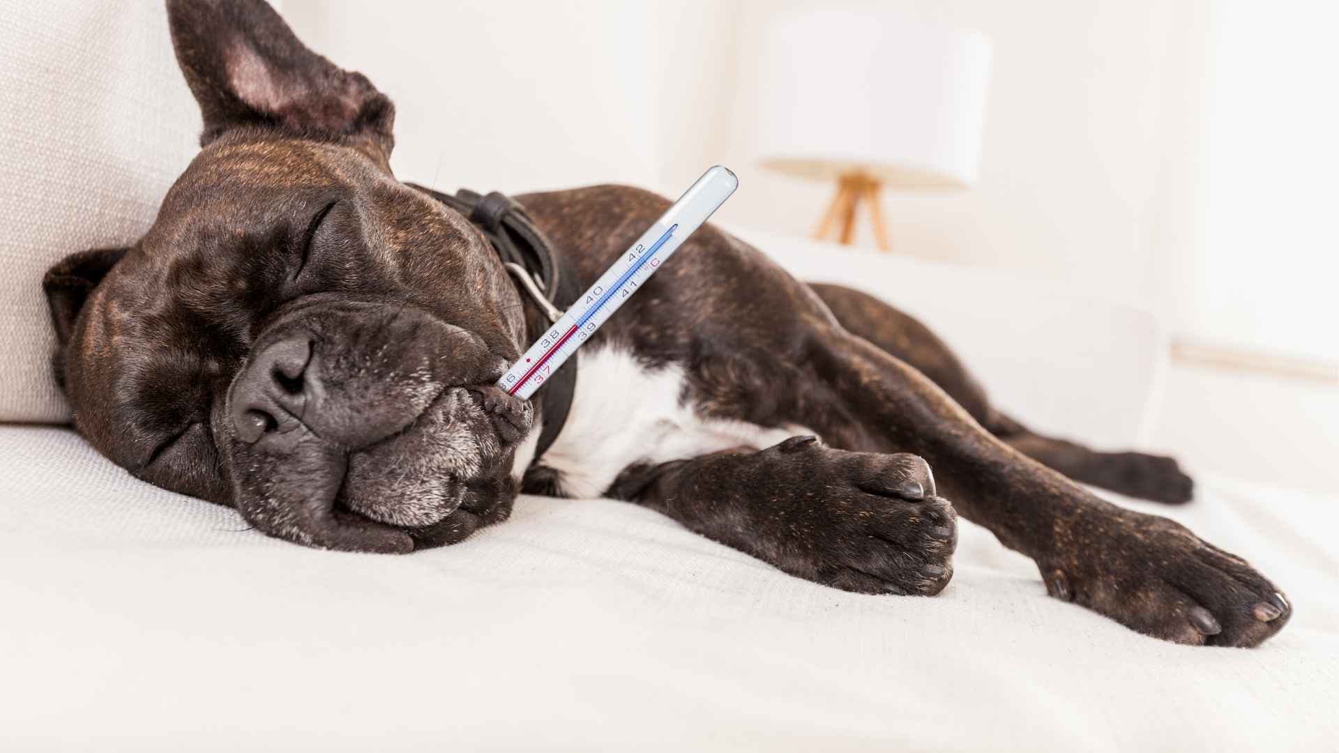 Cómo Saber si mi Perro Tiene Fiebre