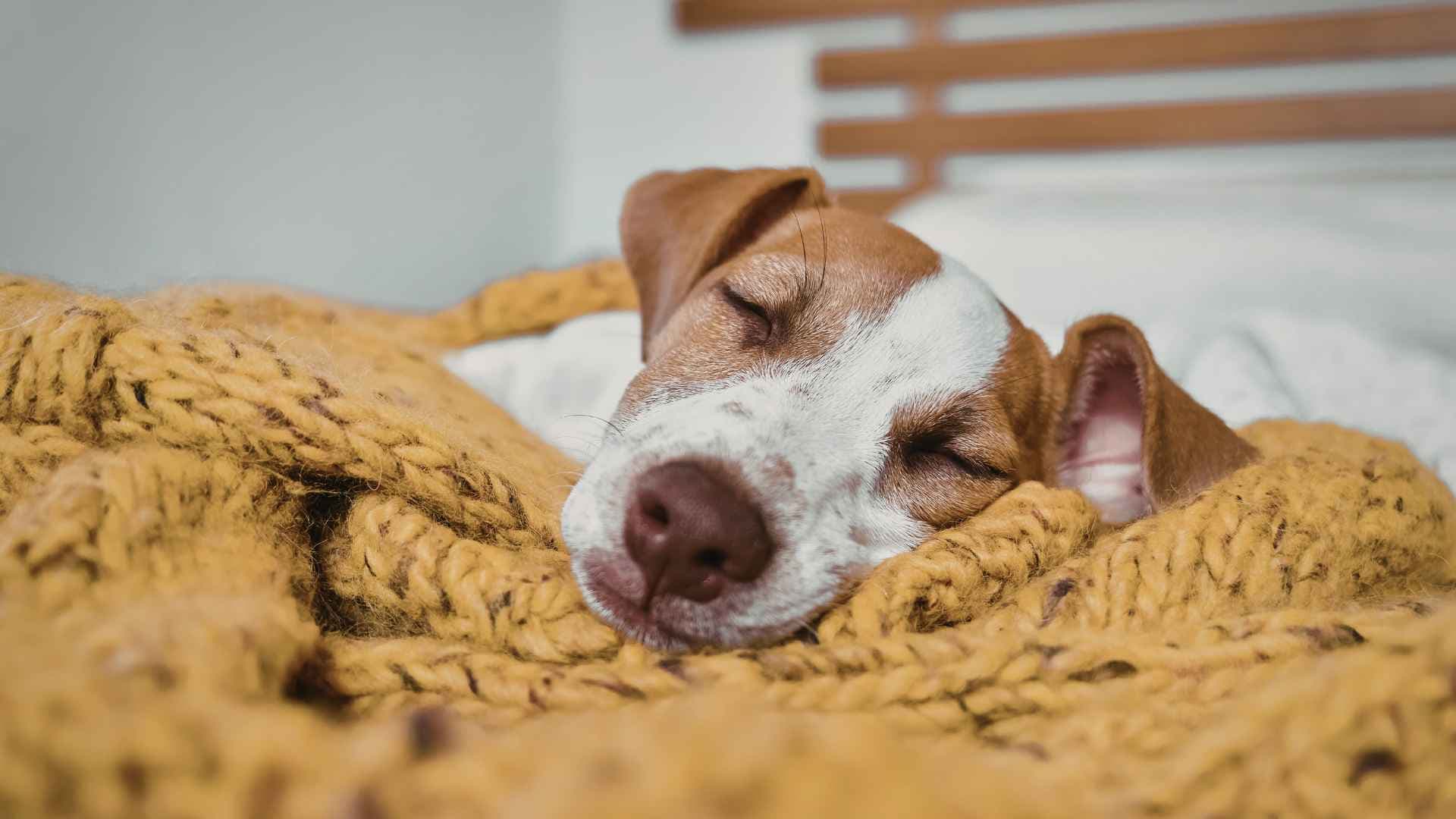 Cómo hacer dormir a un perro: guía práctica para mejorar su descanso