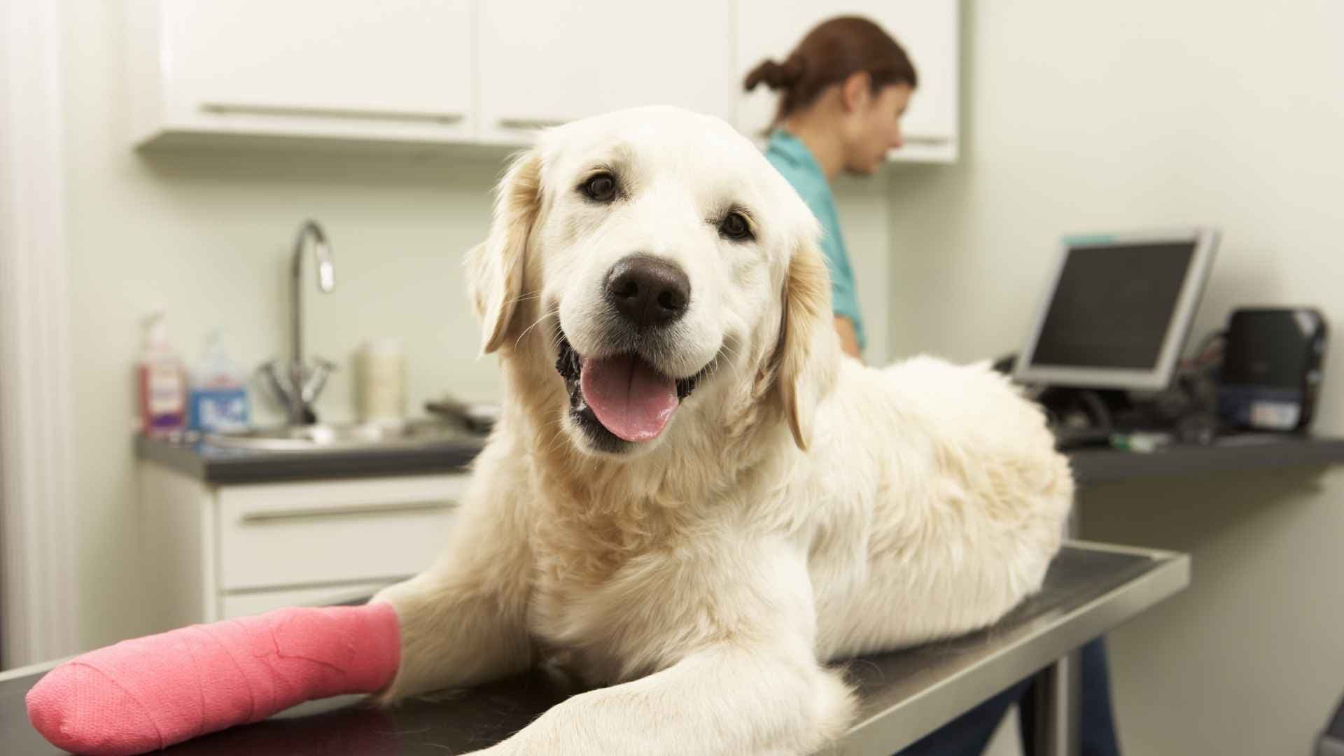 Cuánto cuesta una cirugía veterinaria en Chile