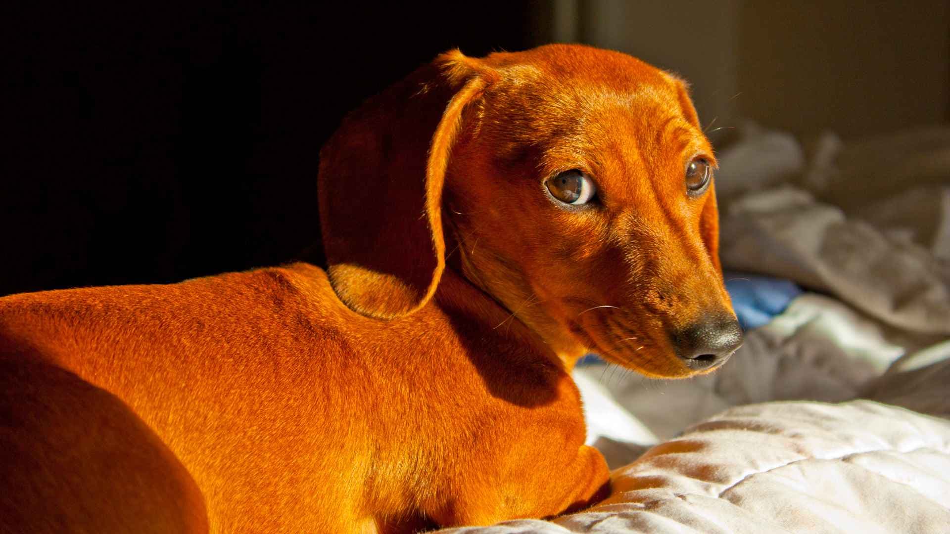 Dachshund miniatura: Guía completa de la raza