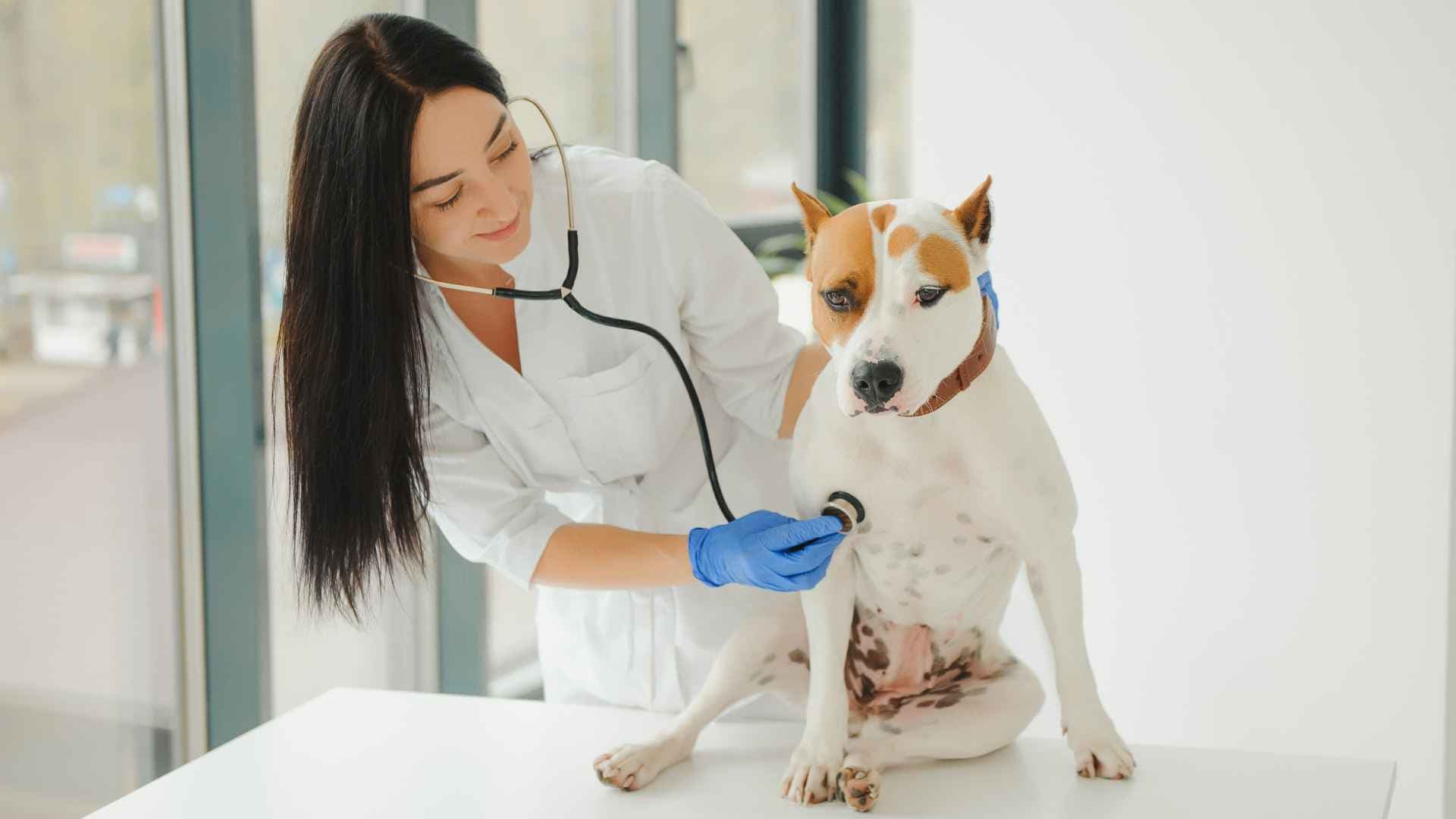 Dermatitis perro: por qué aparece y cómo prevenirla