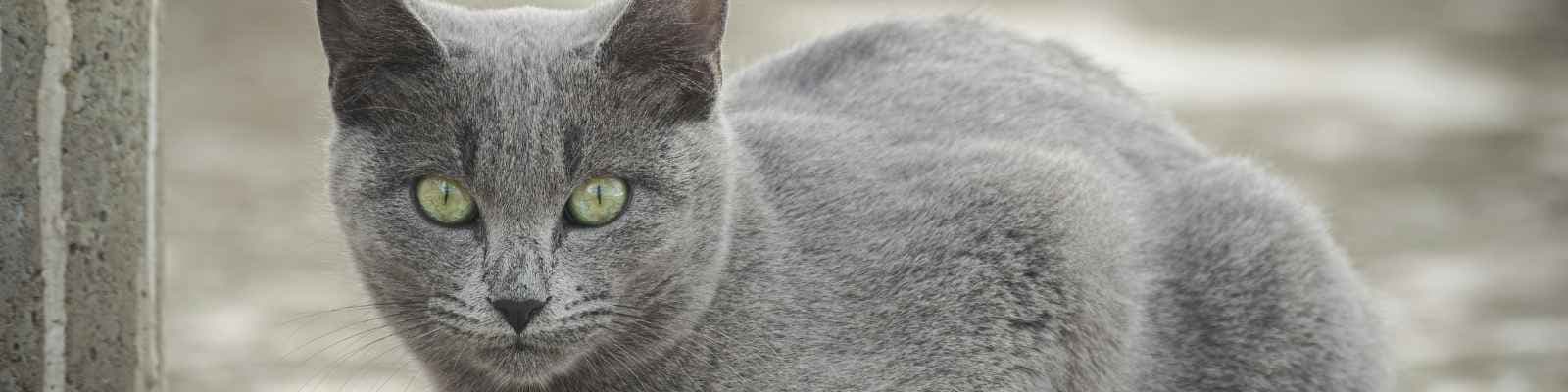 Gato Azul Ruso: Todo Sobre esta Raza