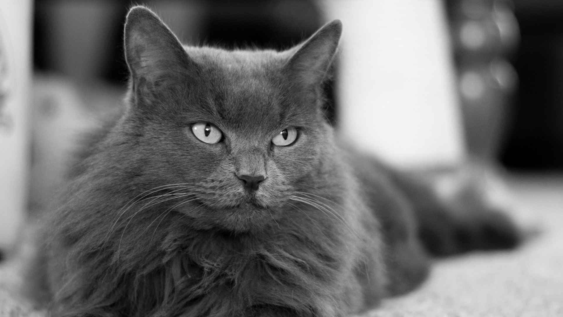 Gato Nebelung: guía completa para conocer esta raza