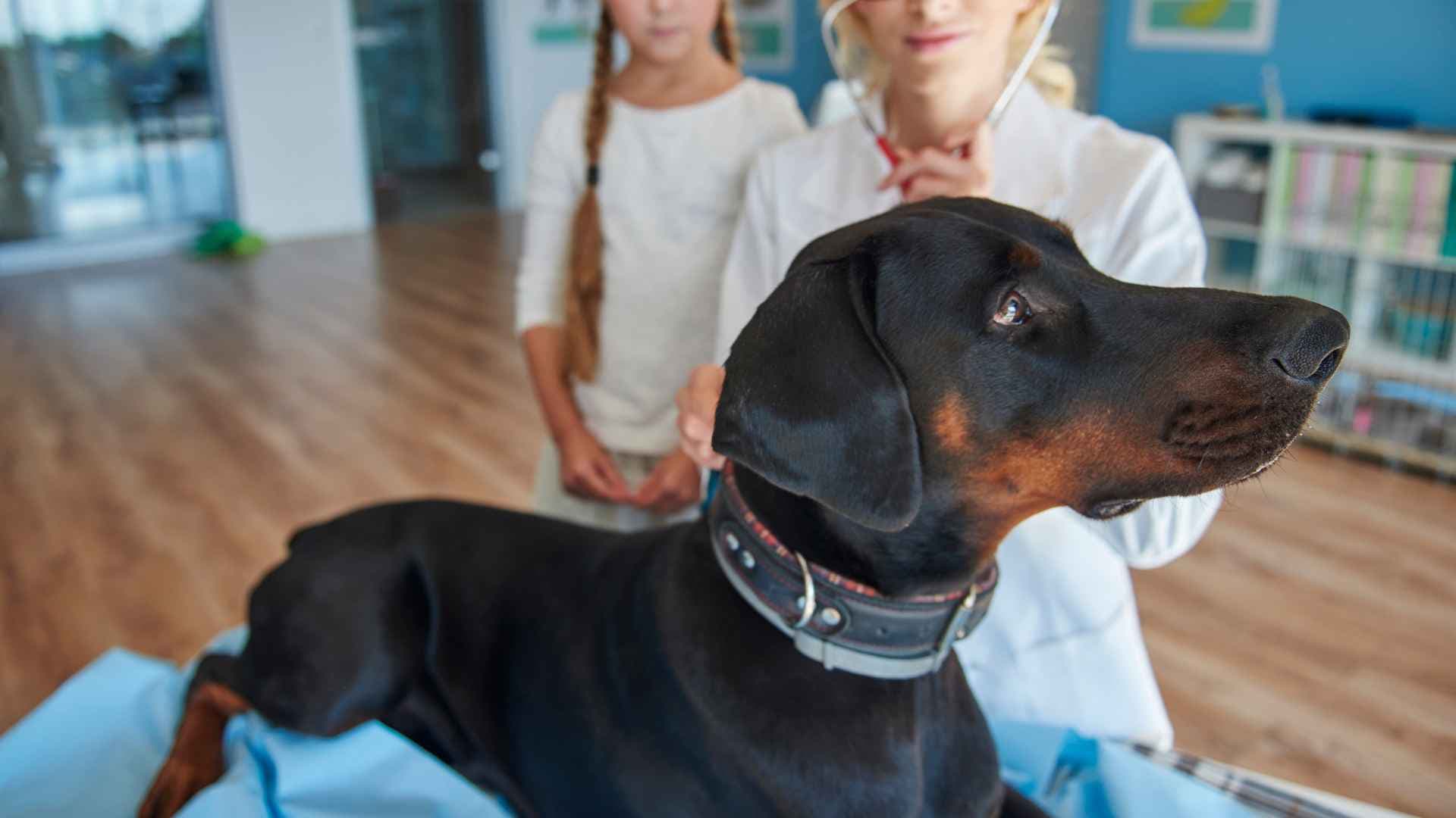 Glaucoma en perros: guía completa para tutores