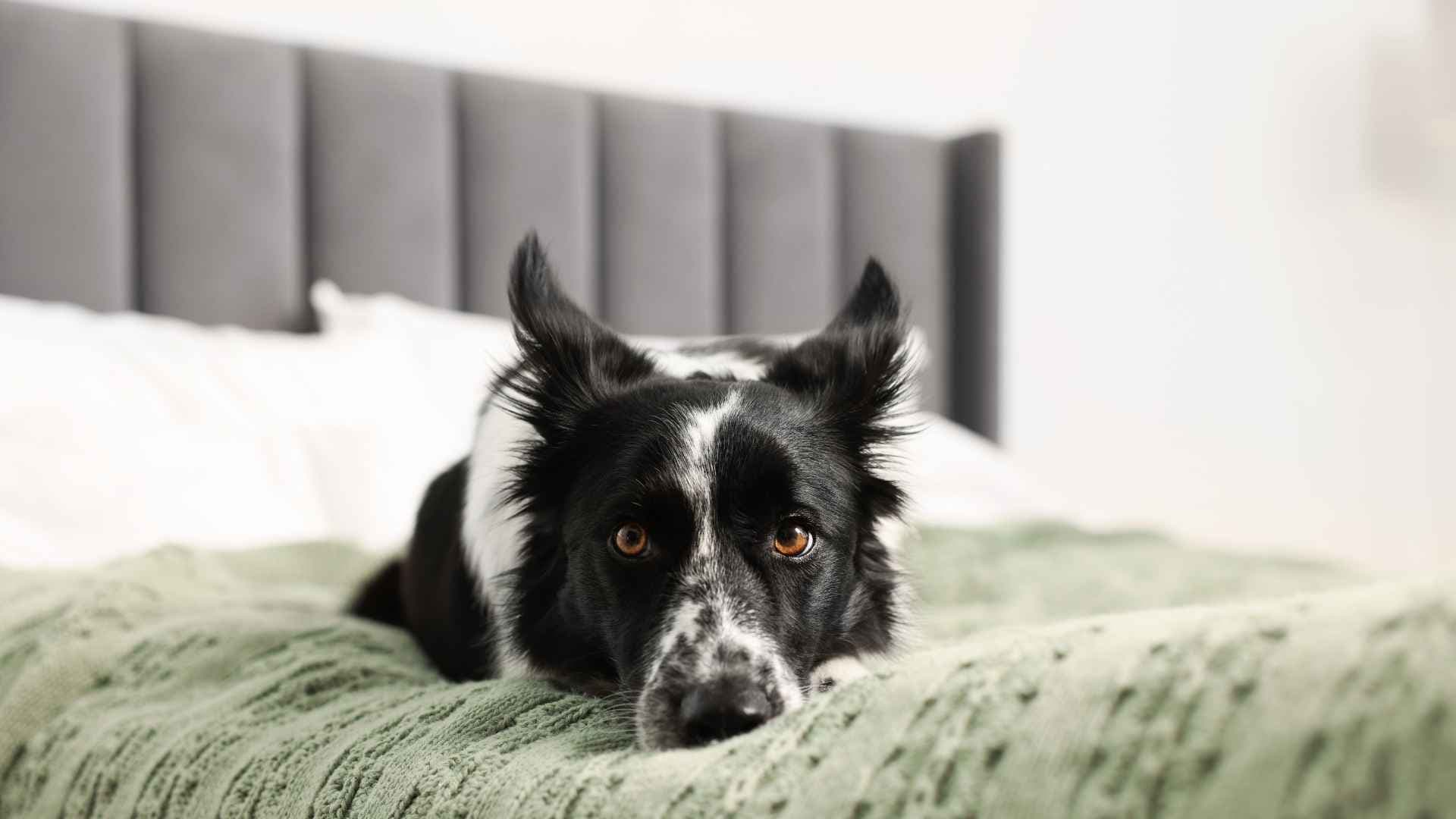 Hoteles pet friendly en Pucón: Opciones para viajar con tu mascota