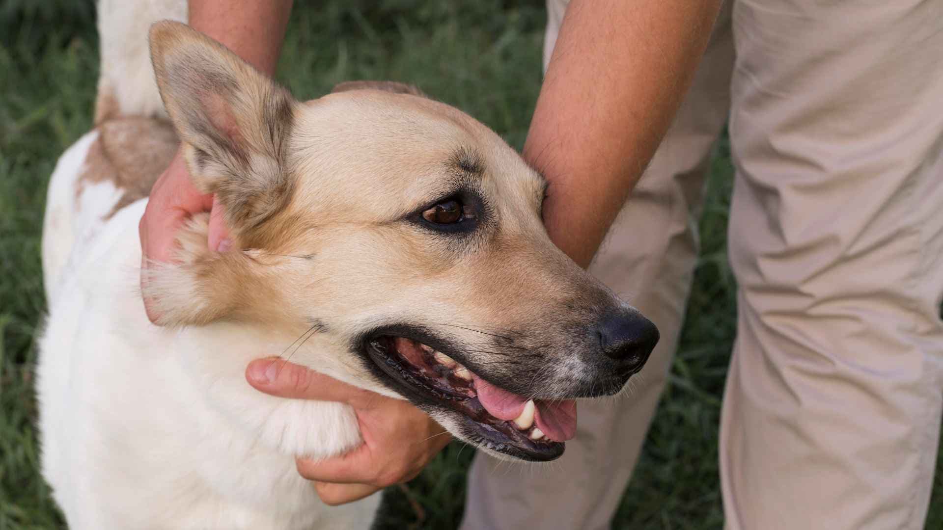 Inicio de Cáncer en Piel en Perros: Qué Debes Saber