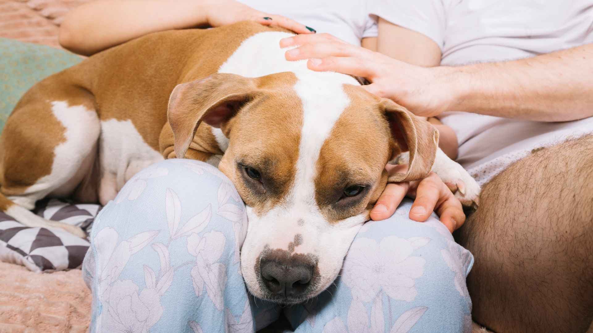 Lupus en perros: guía para tutores