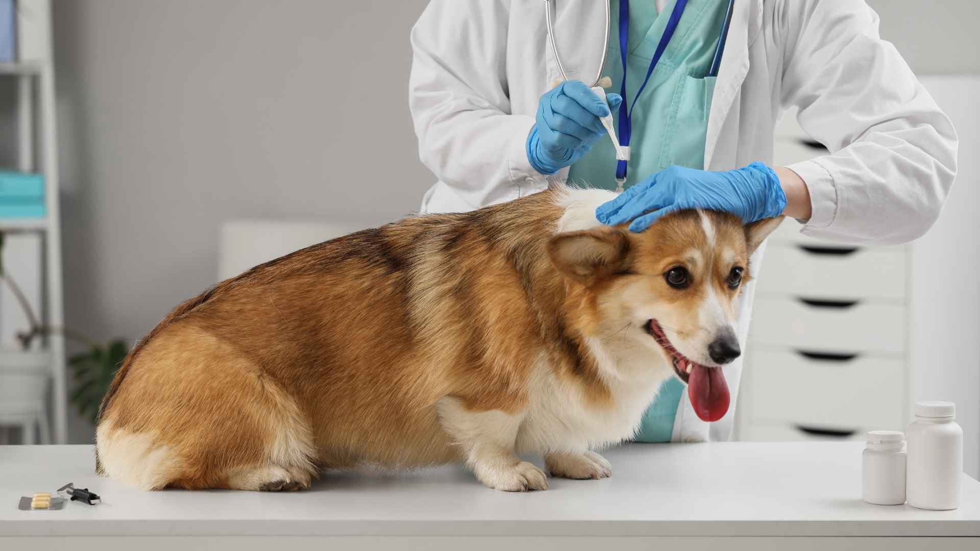 Malassezia en perros: Guía completa de diagnóstico y tratamiento