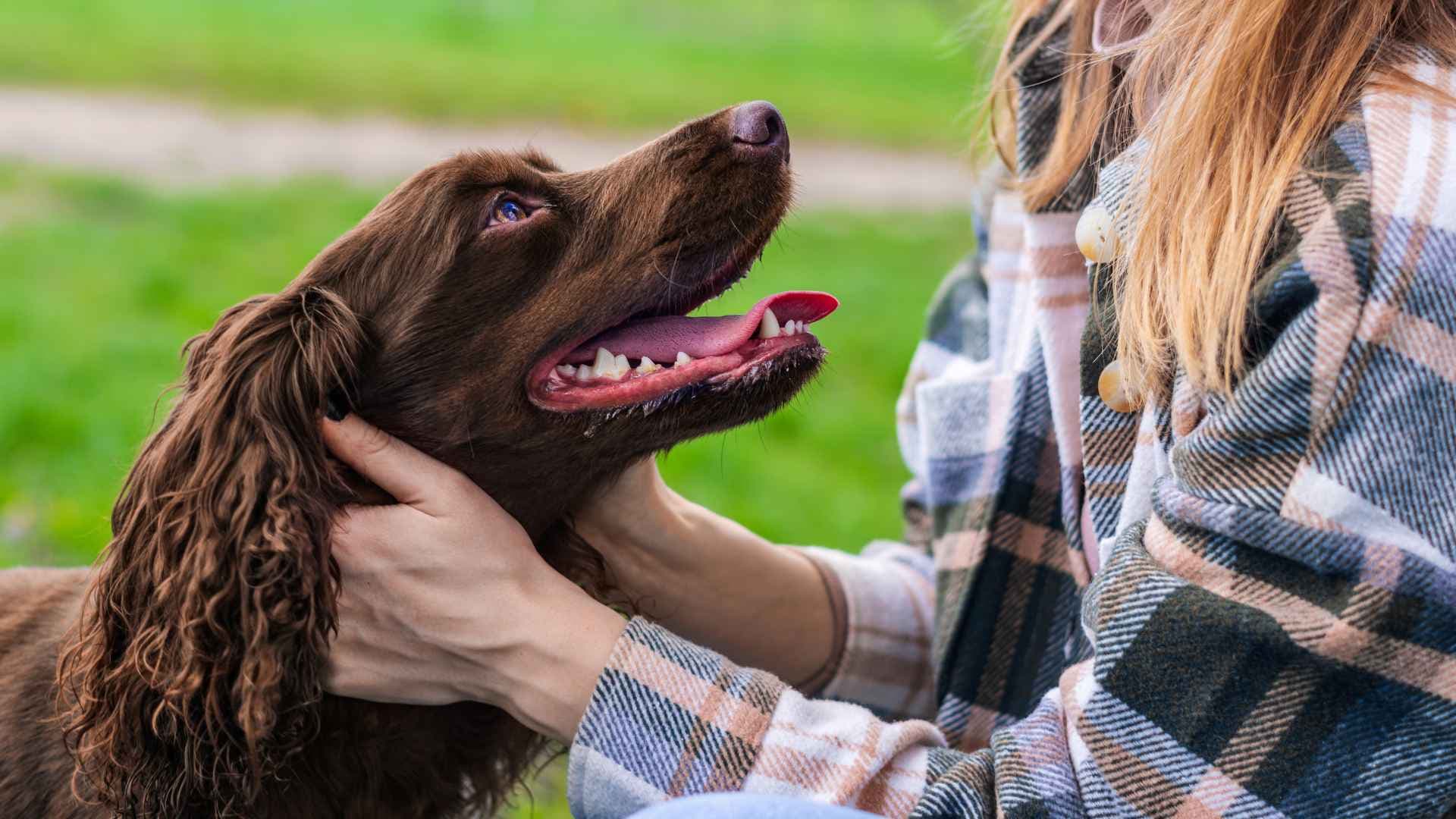 Mejores caniles de Vitacura: guía completa para aprovecharlos con tu perro