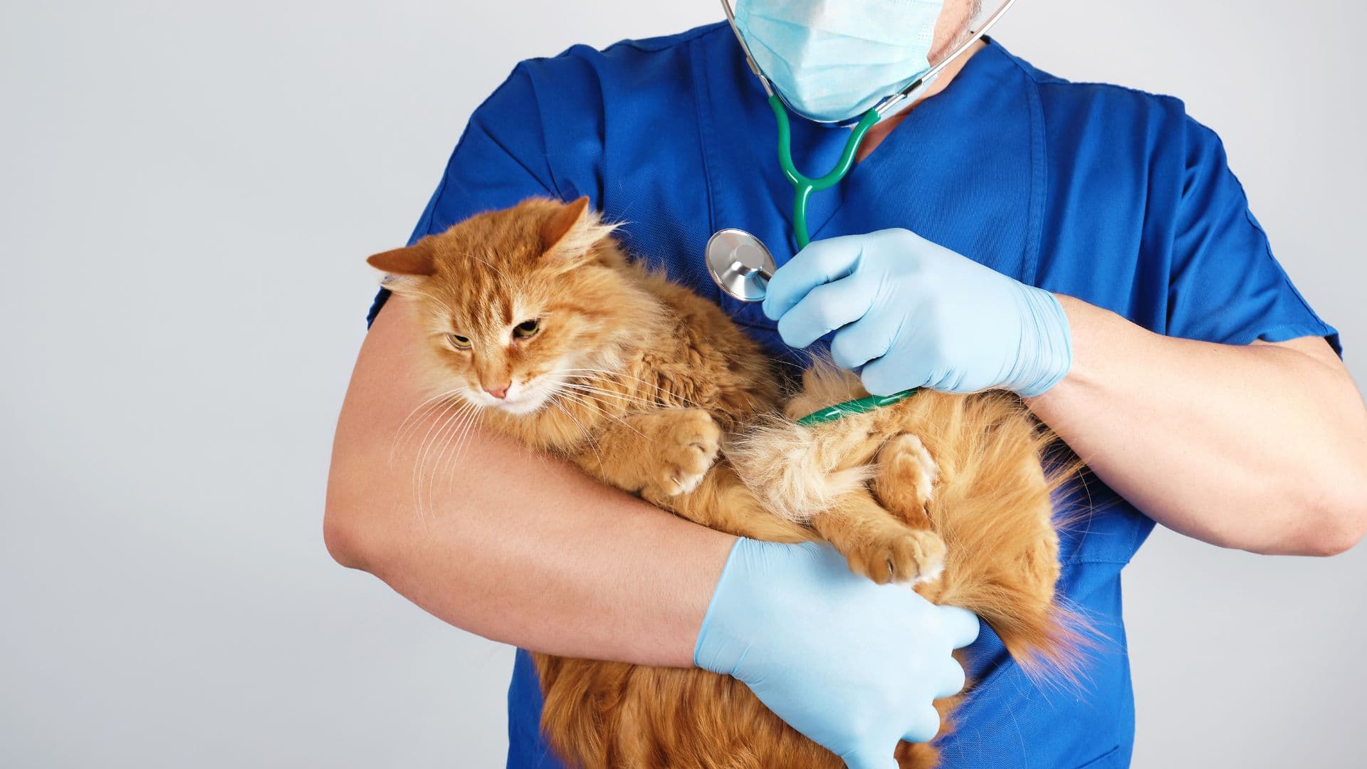 Mi gato vomita su comida: causas, señales de alerta y qué hacer