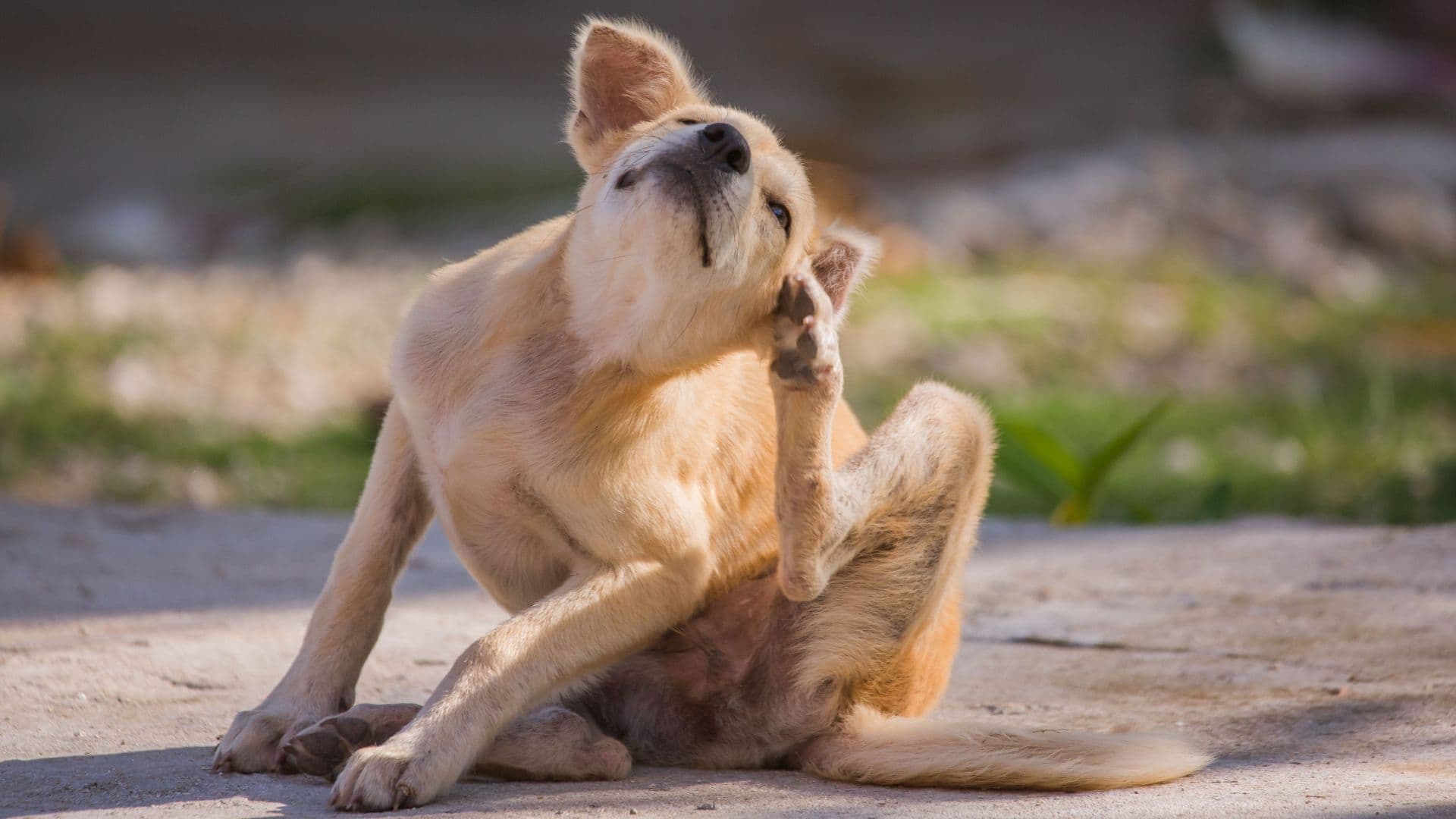 Mi perro se rasca mucho y no tiene pulgas: causas, señales y qué hacer