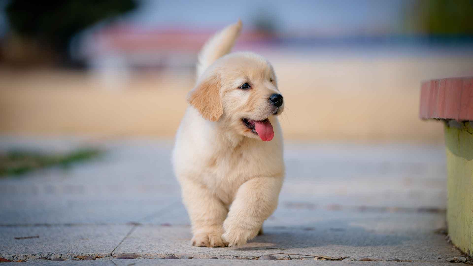 Nombres para perros machos pequeños: Ideas para inspirarte