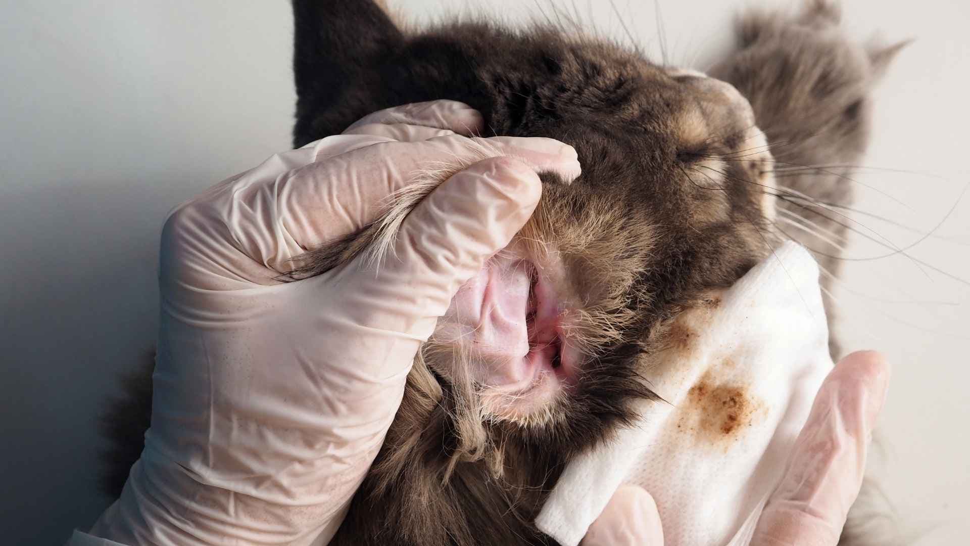 Otitis en Gatos: Qué Debes Saber y Cómo Tratarla