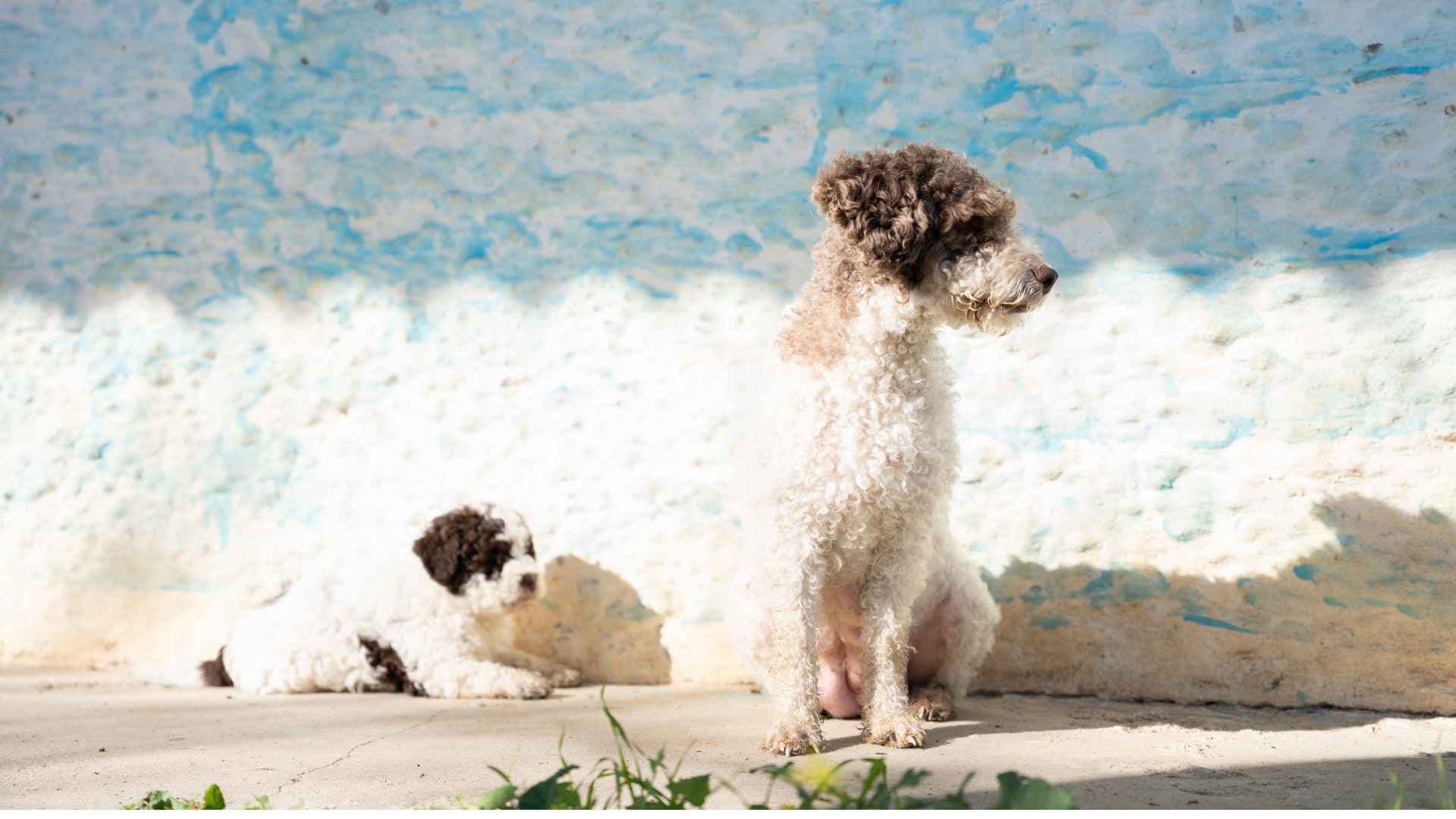 Perro de Agua Español: guía completa de la raza