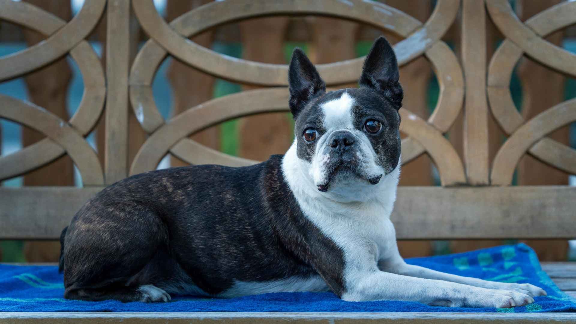 Perros braquicéfalos: todo lo que debes saber antes de tener uno