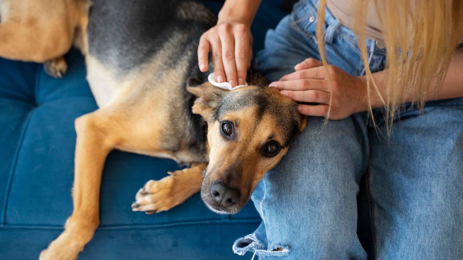 Pioderma en Perros: Causas, Síntomas y Tratamiento