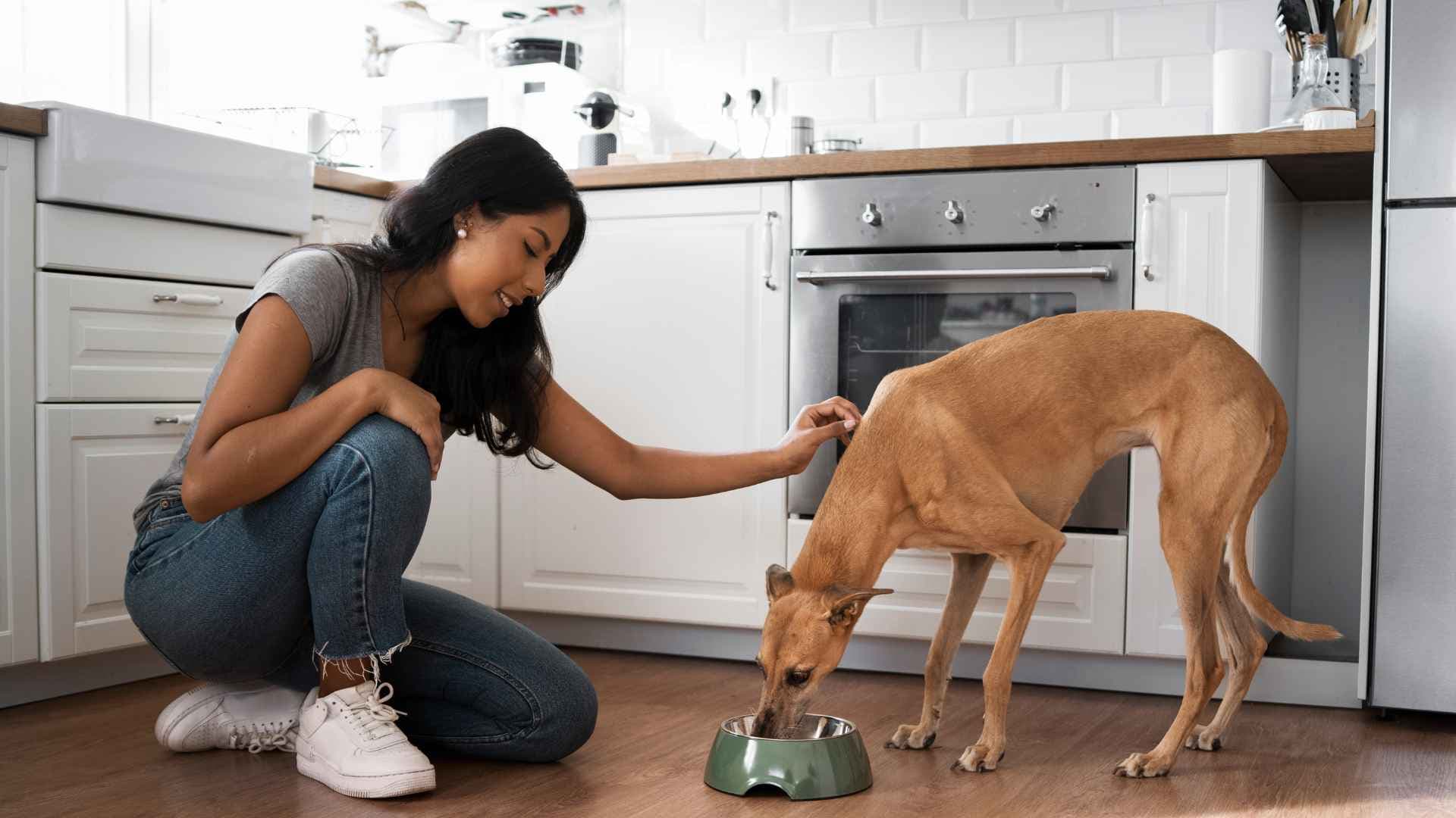 Pirámide alimenticia perros: guía completa para una dieta equilibrada
