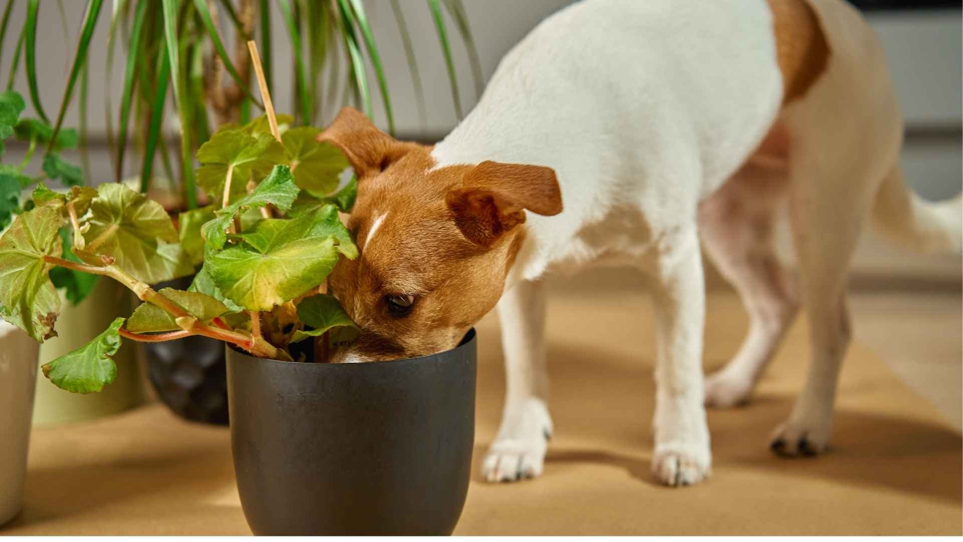 Plantas que son Tóxicas para los Perros que Debes Conocer