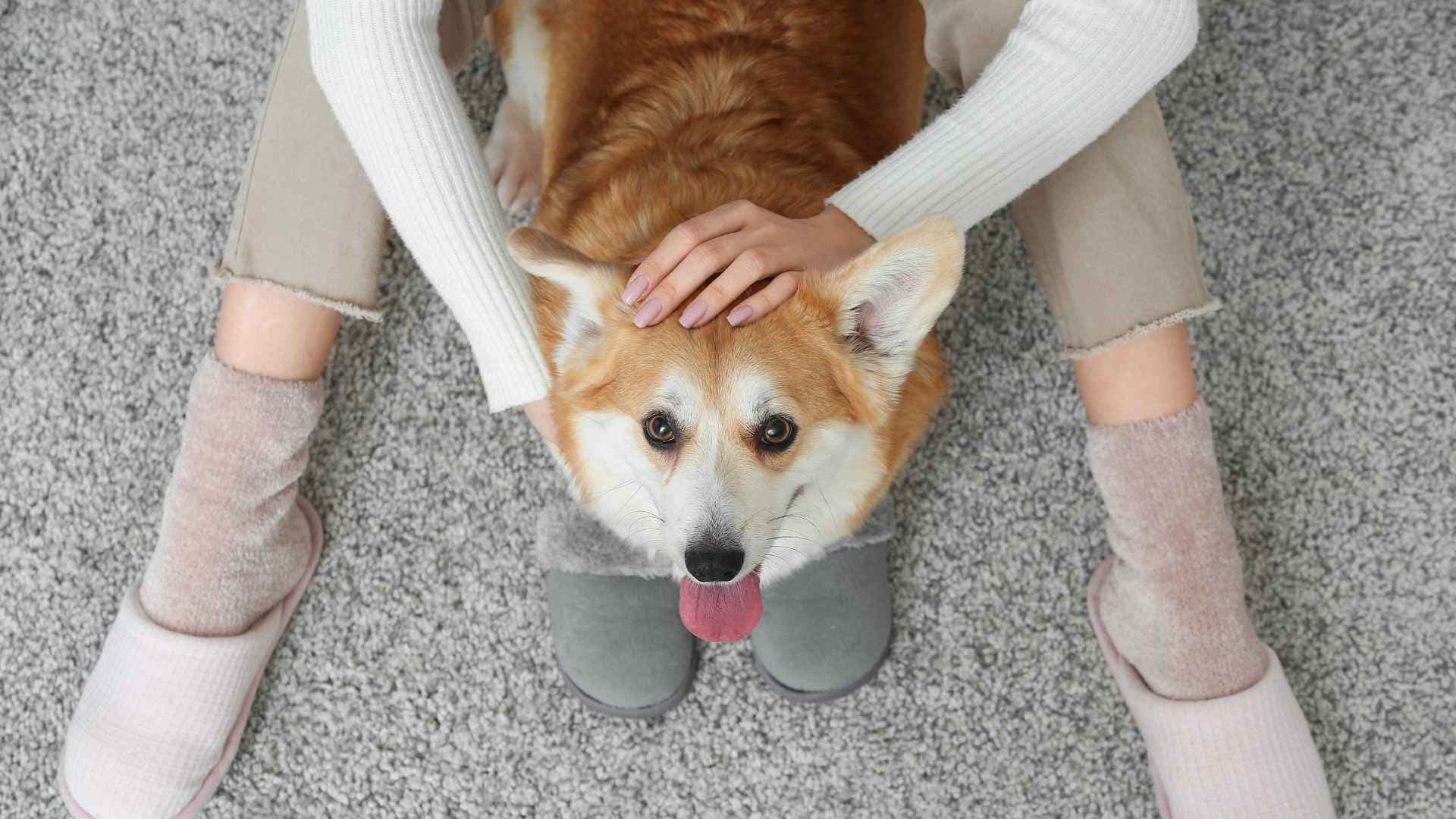 Promedio de vida de un perro: cuántos años vive y de qué depende