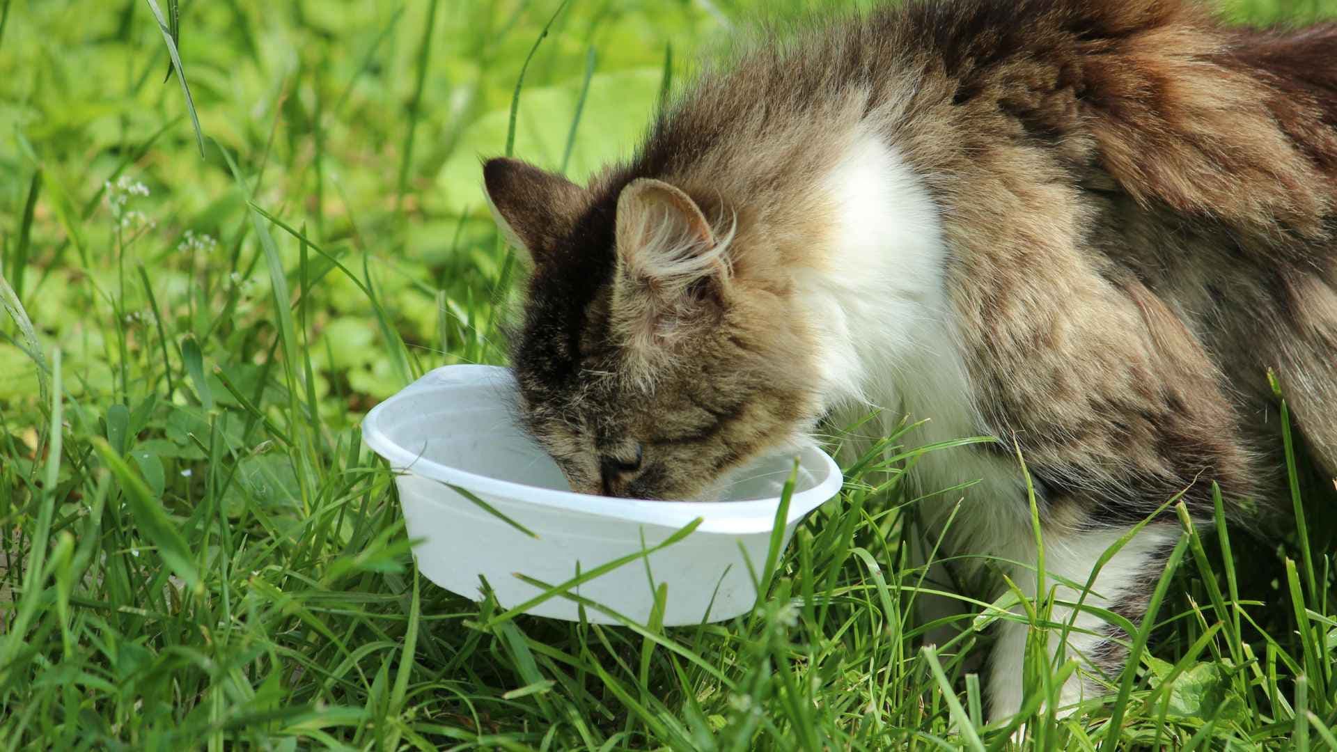 Qué frutas pueden comer los gatos: guía práctica para tutores responsables