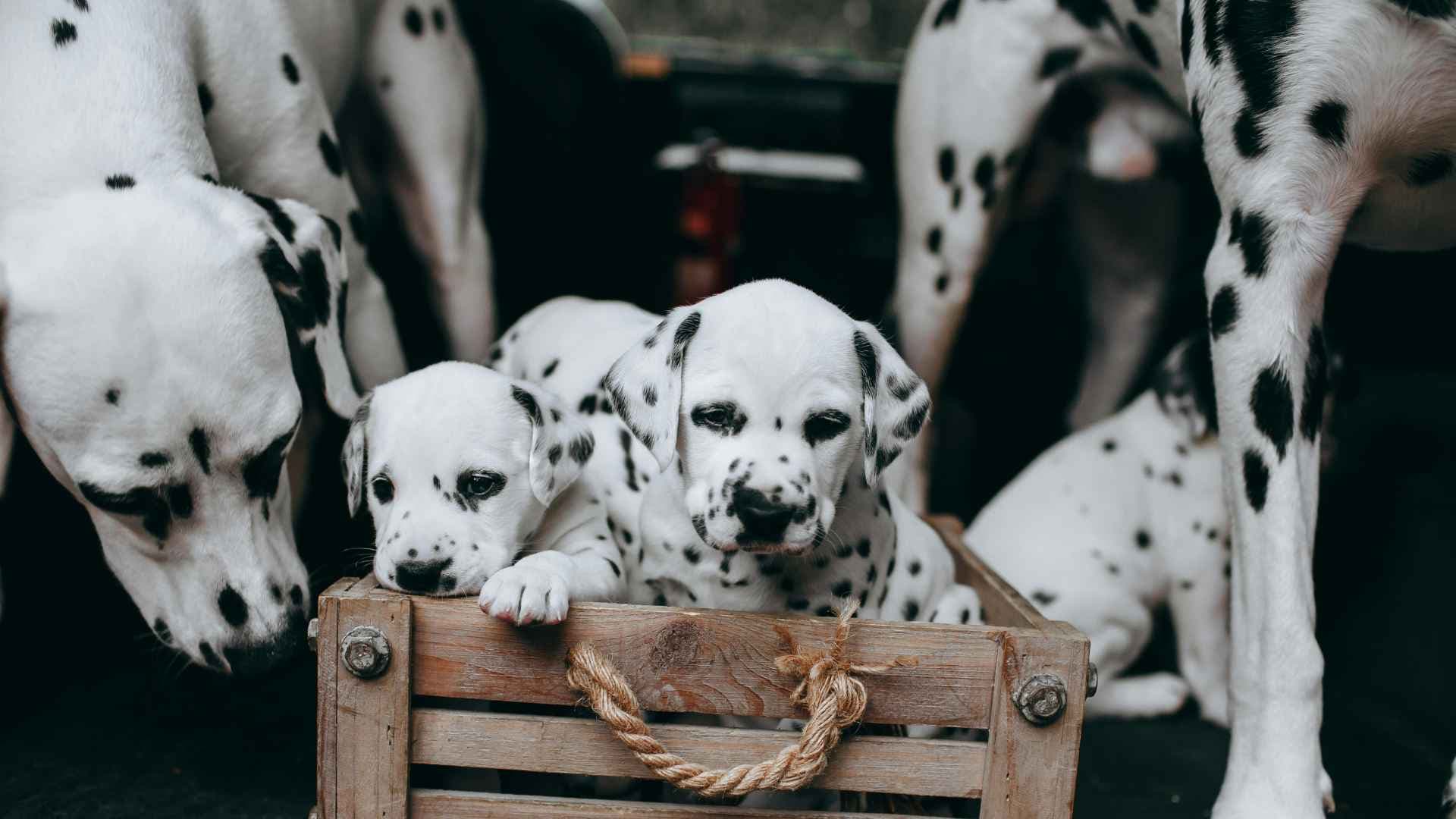 Razas de Perros Medianas de Pelo Corto que Debes Conocer